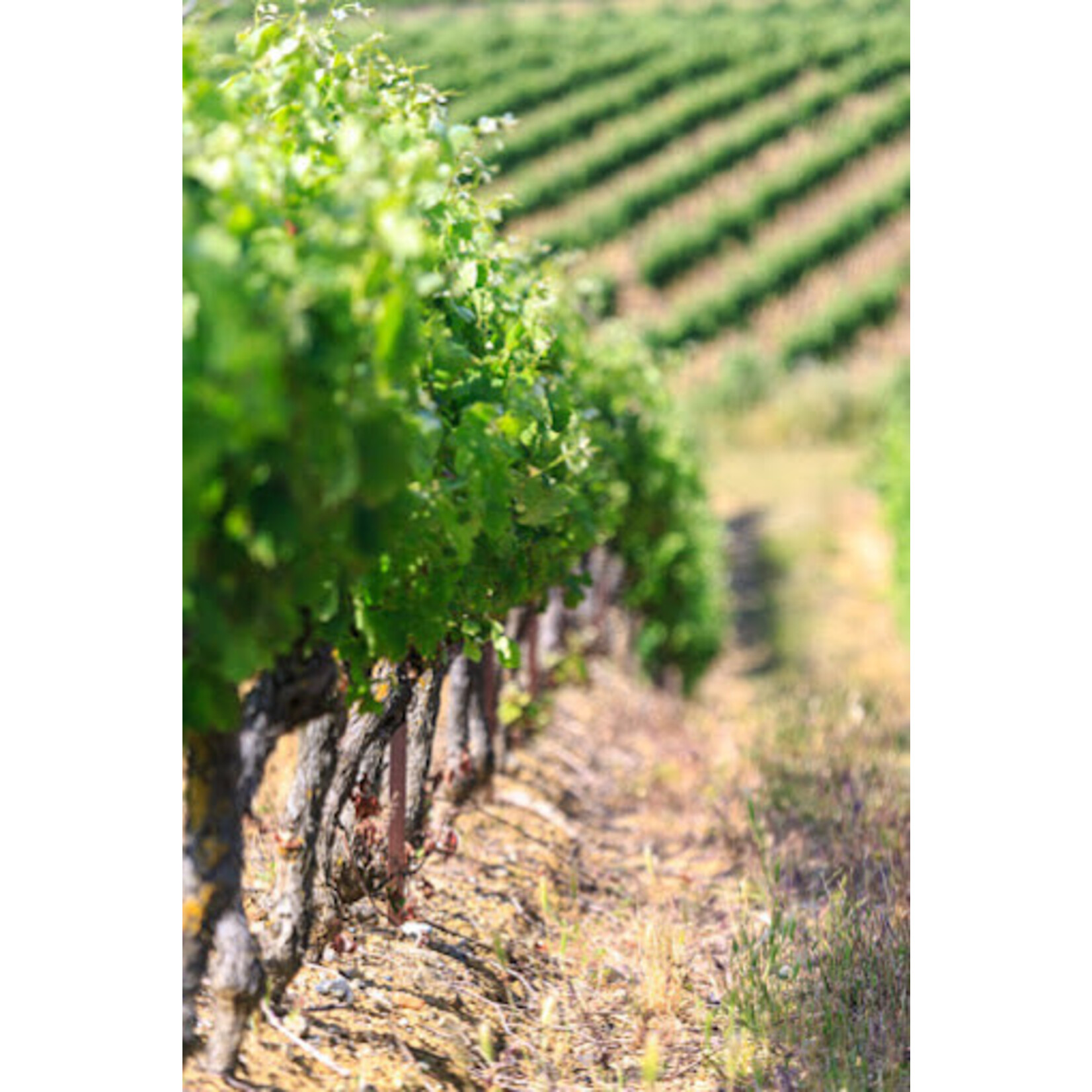 Chateau Maison Noble St Martin Bordeaux Superieur 2019 France