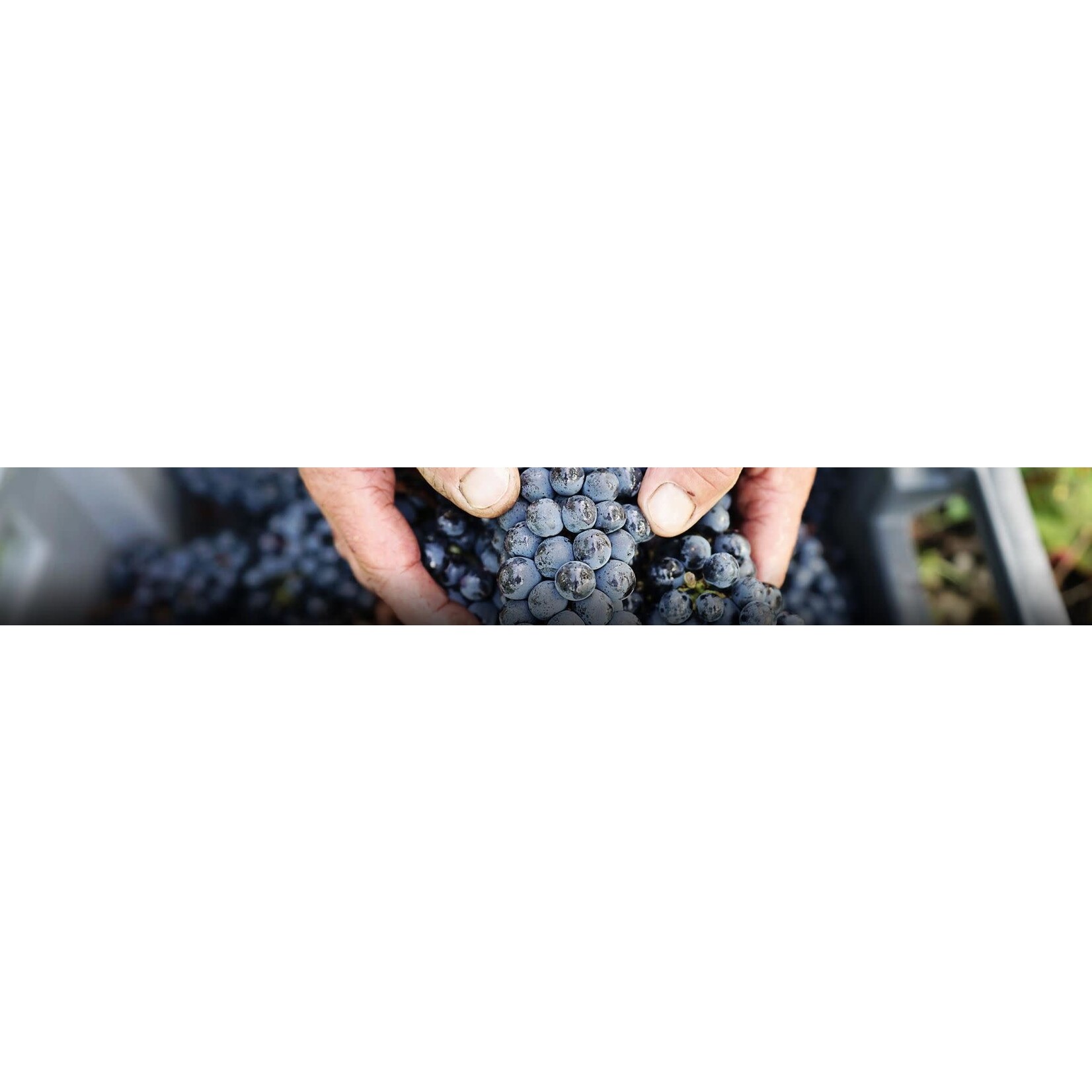 Chateau Maison Noble St Martin Bordeaux Superieur 2019 France