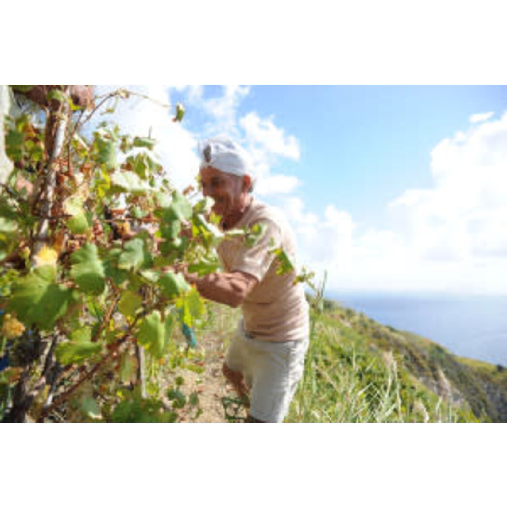 Cantine Antonio Mazzella Antonio Mazzella Ischia Biancolella DOC 2023 Italy