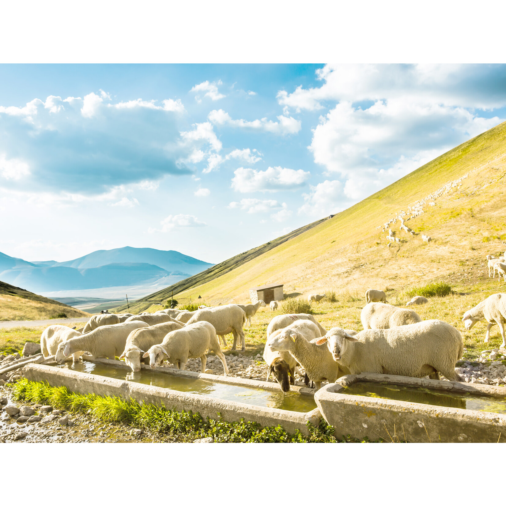 Ilauri Lume Trebbiano d'Abruzzo 2023