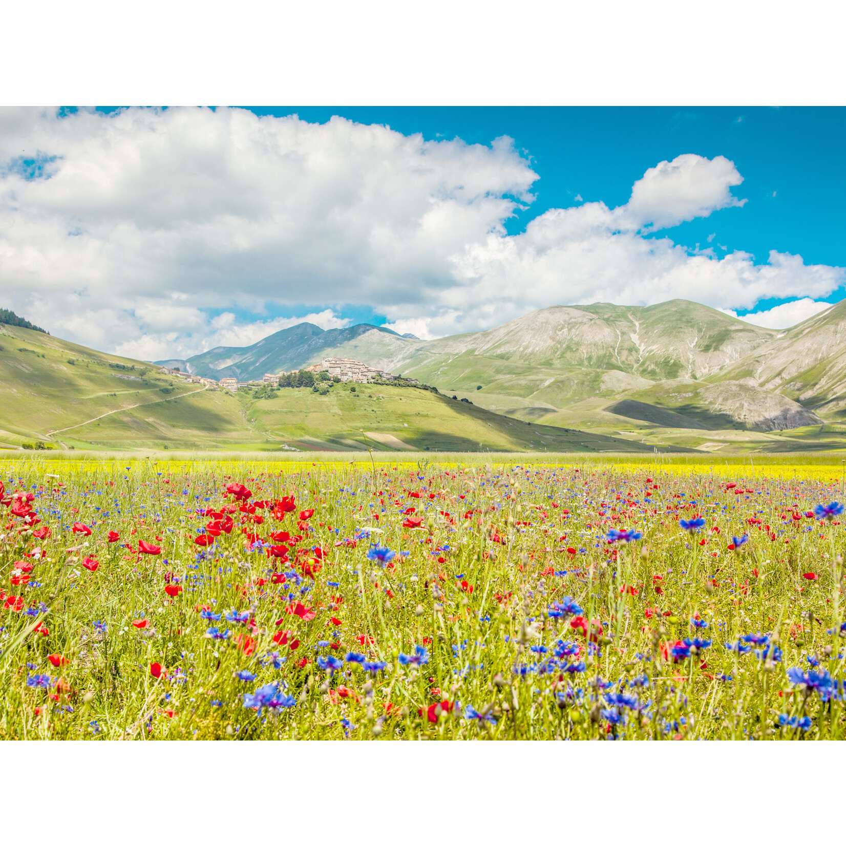 Ilauri Lume Trebbiano 2022 Abruzzo Italy