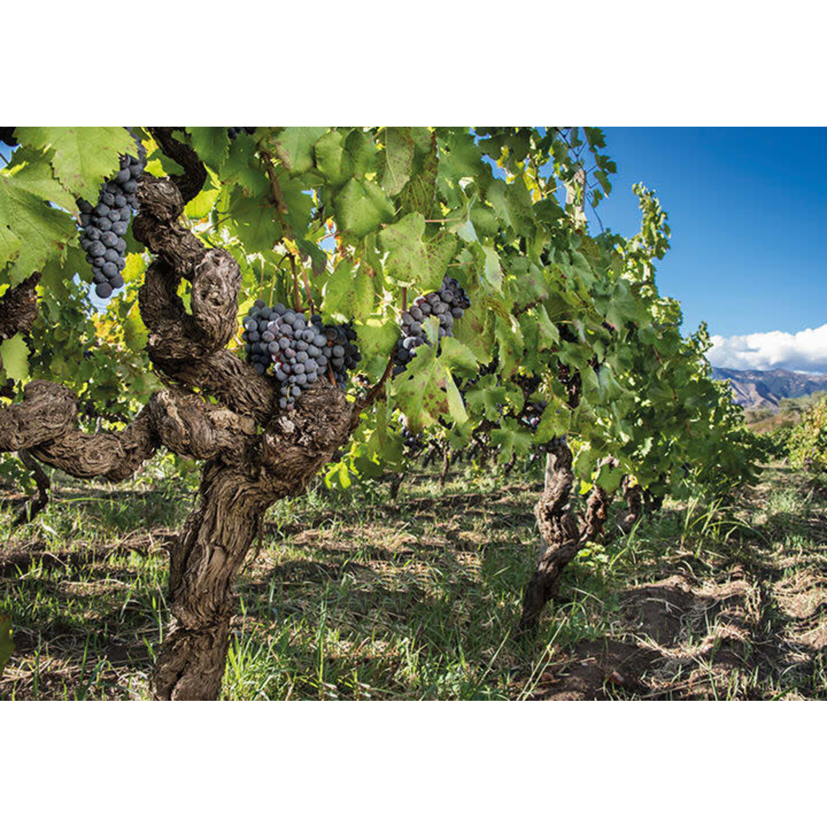 Donnafugata Mille e una Notte - A Million Nights Rosso Nero D'Avola Blend 2018  Sicily Italy