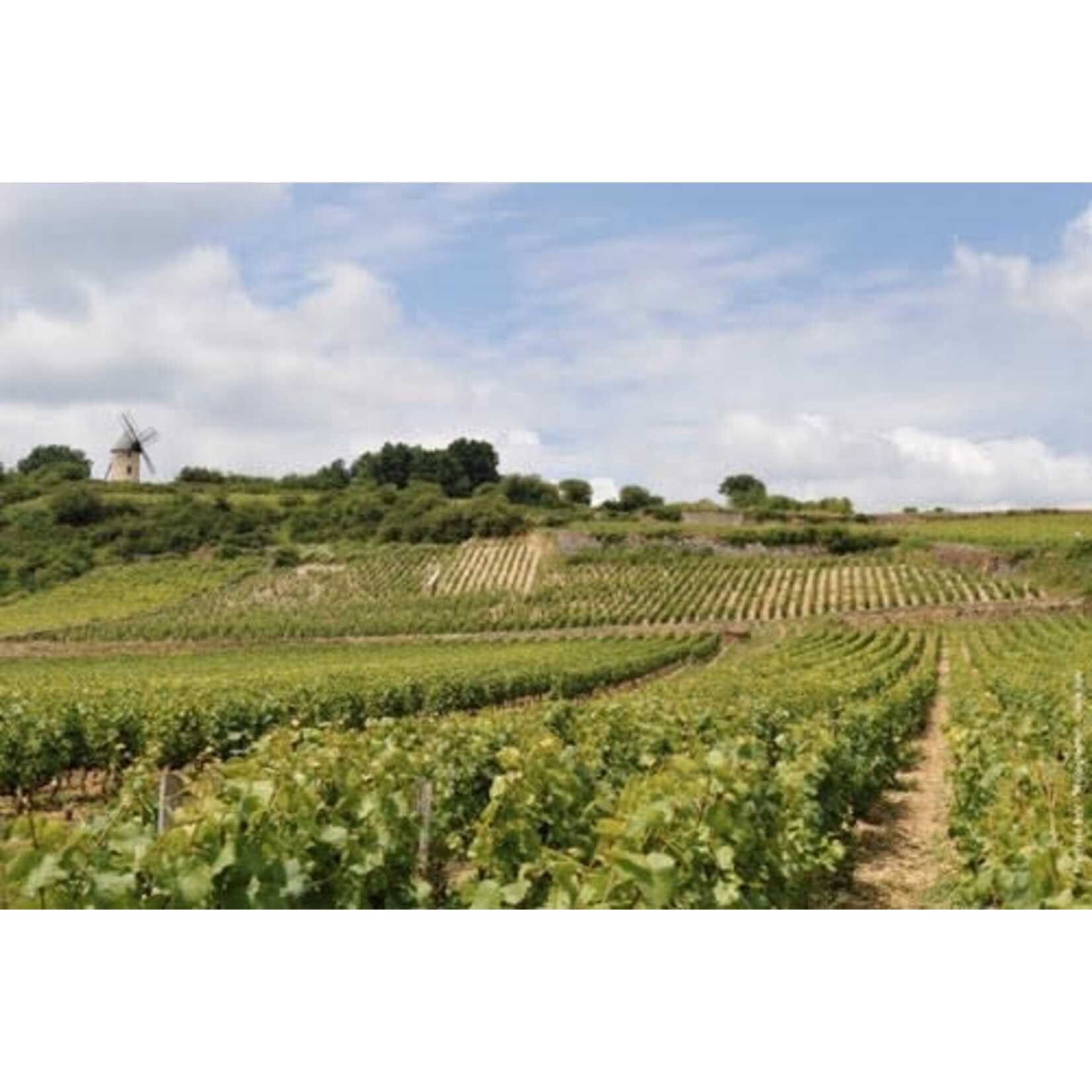 Domaine Bachey-Legros Santenay 1er Cru La Comme Vieille Vignes Burgundy France 2021