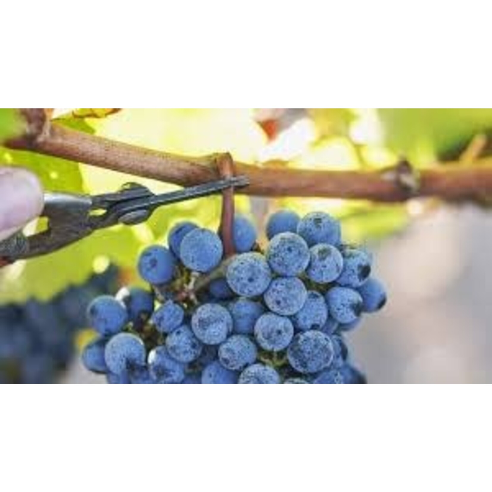 Ad Astra Ad Astra Red Blend 2021 Maremma Tocscana  Italy