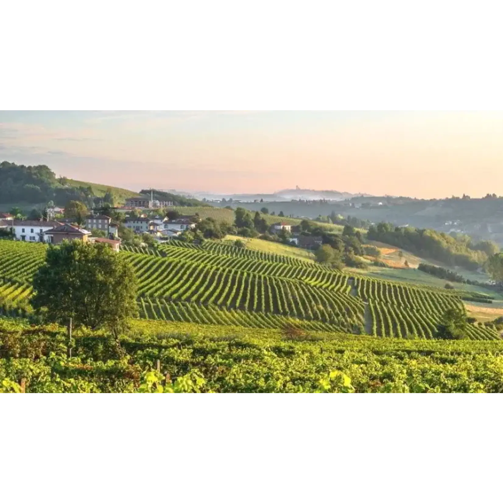 Ascheri Langhe Arneis 2023 Langhe Italy