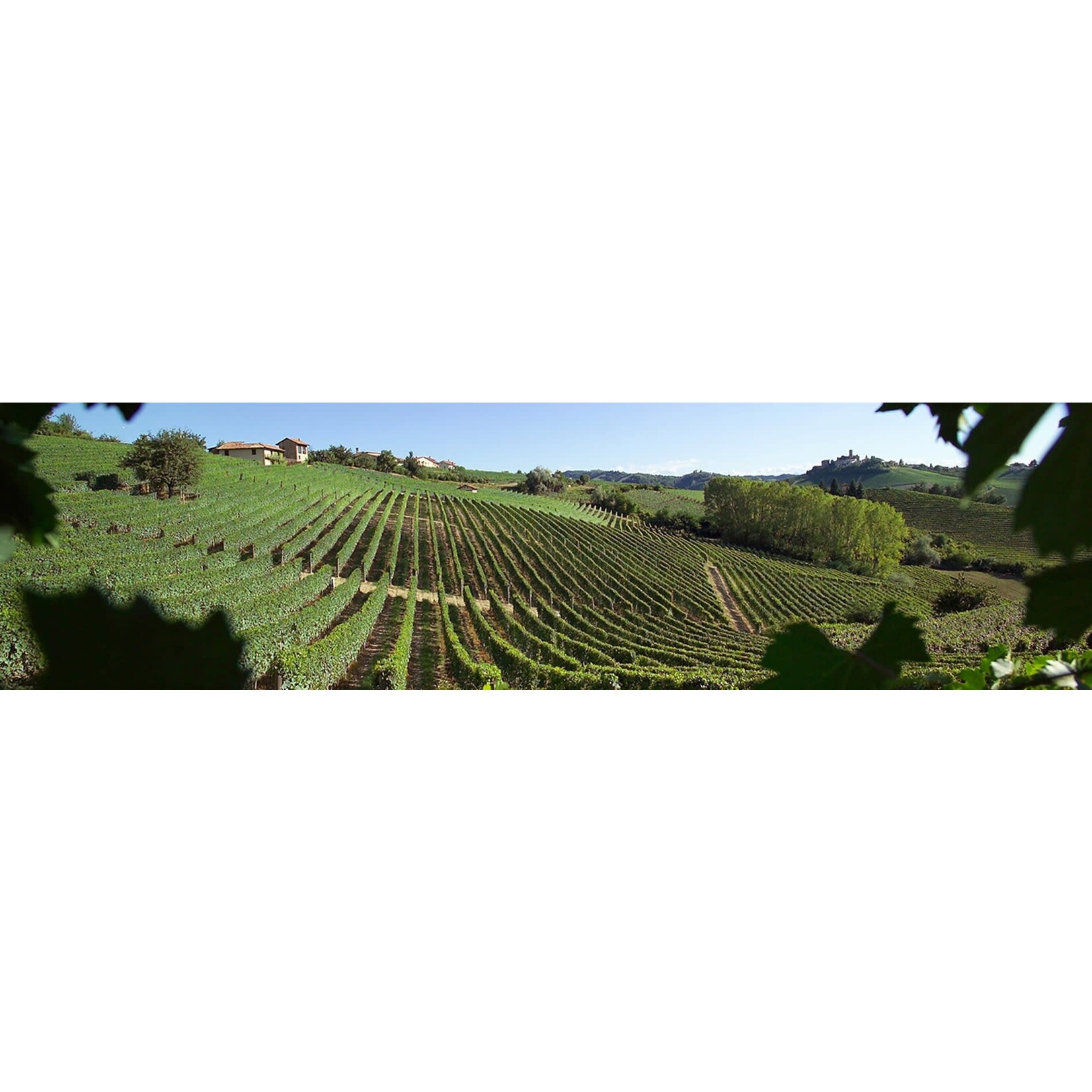 Ascheri Langhe Arneis 2023 Langhe Italy