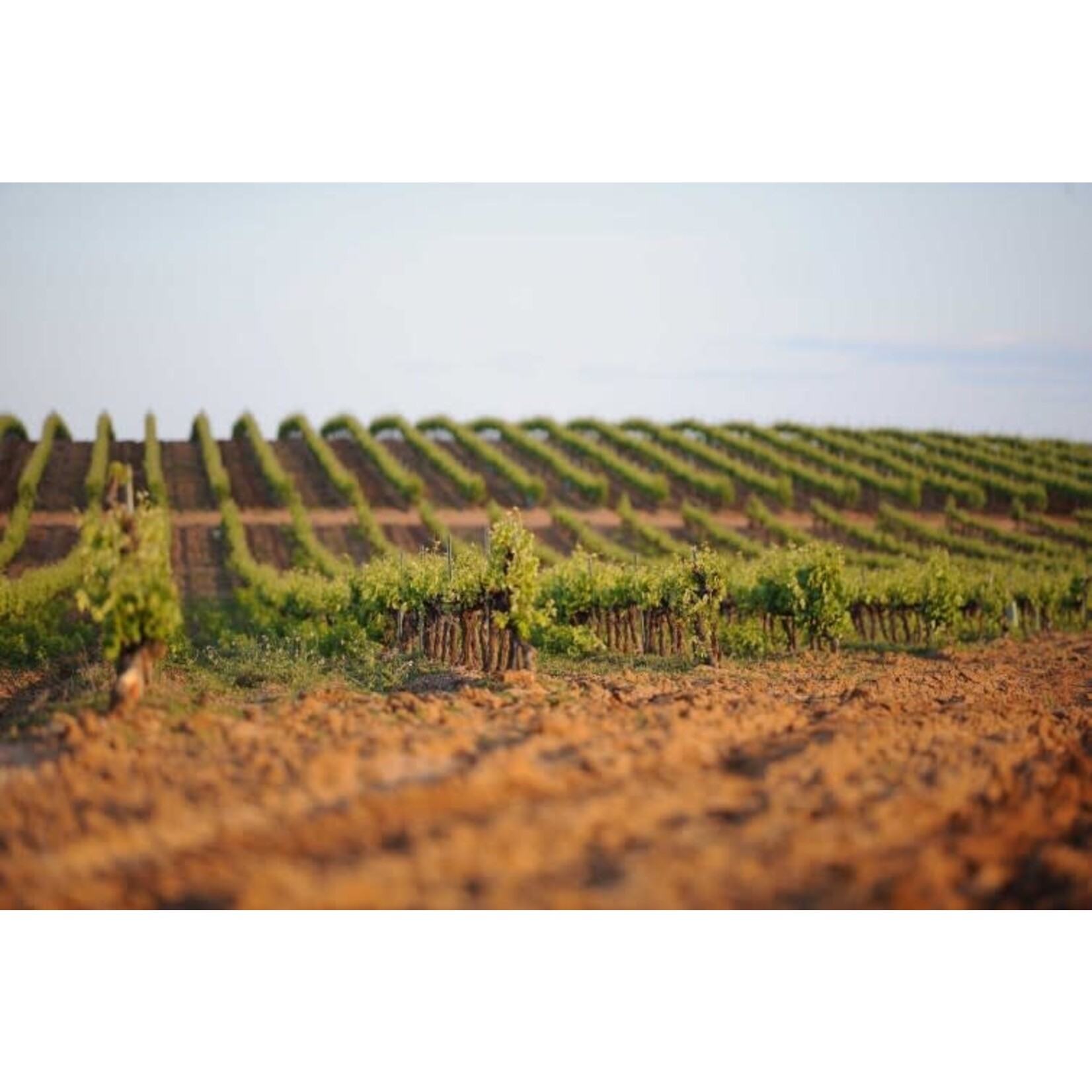 Le Jade Le Jade Picpoul de Pinet Les Costieres de Pomerols  France