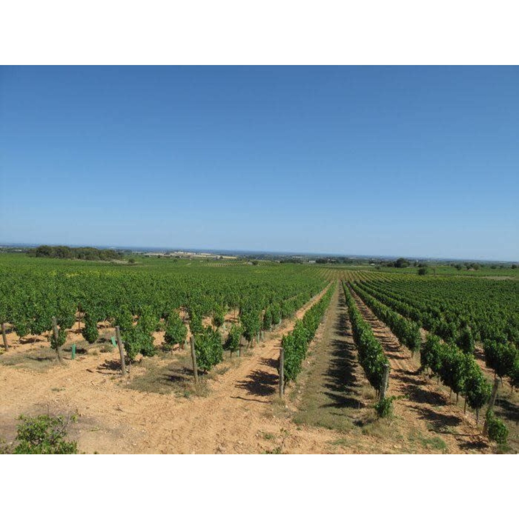 Le Jade Le Jade Picpoul de Pinet Les Costieres de Pomerols  France