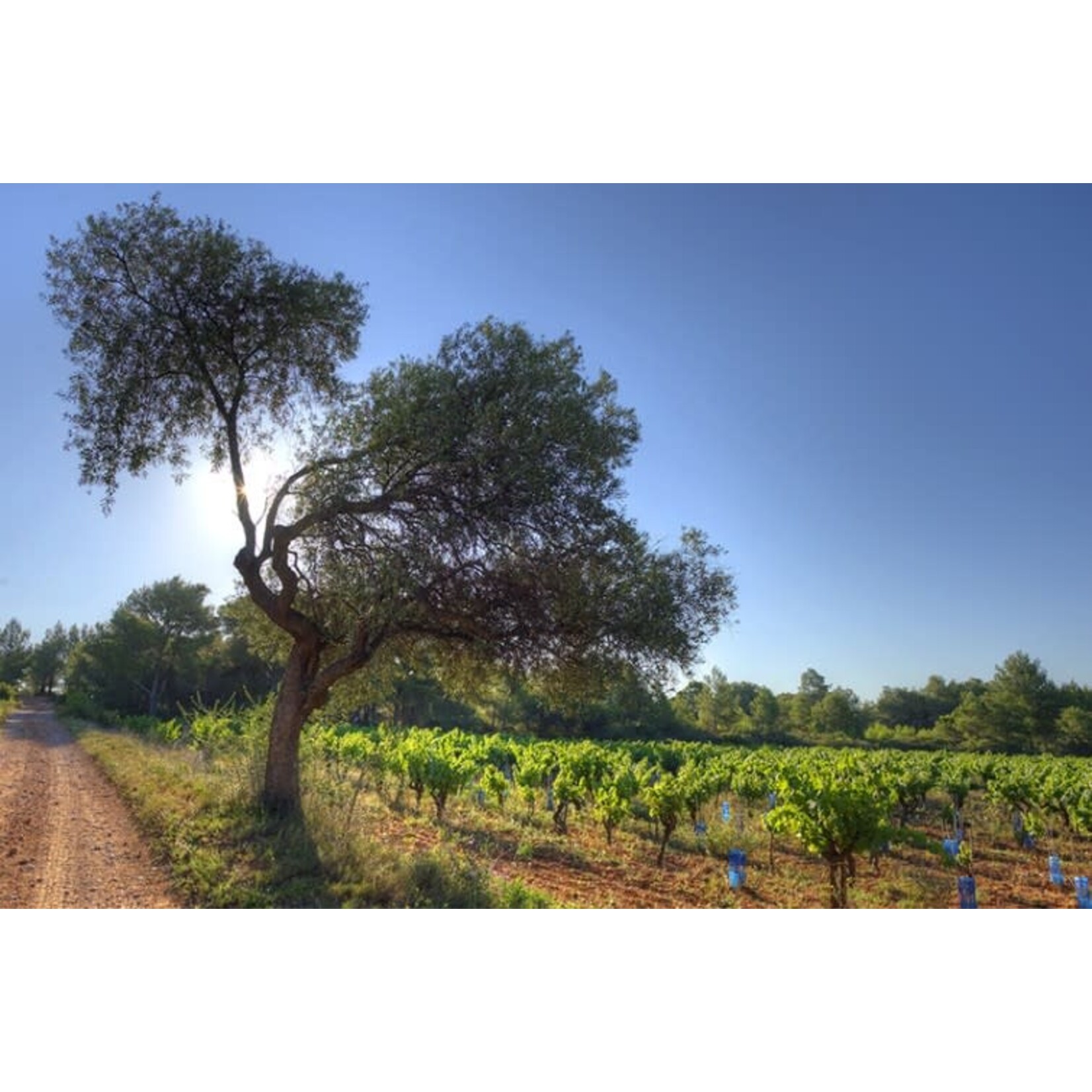 Le Jade Le Jade Picpoul de Pinet Les Costieres de Pomerols  France