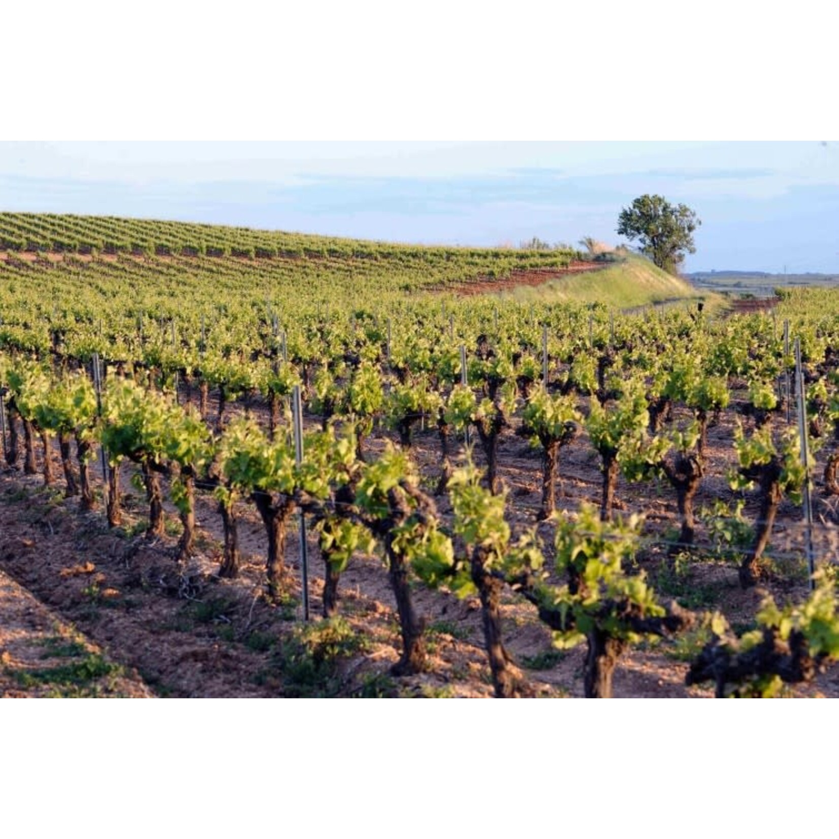 Le Jade Le Jade Picpoul de Pinet Les Costieres de Pomerols  France