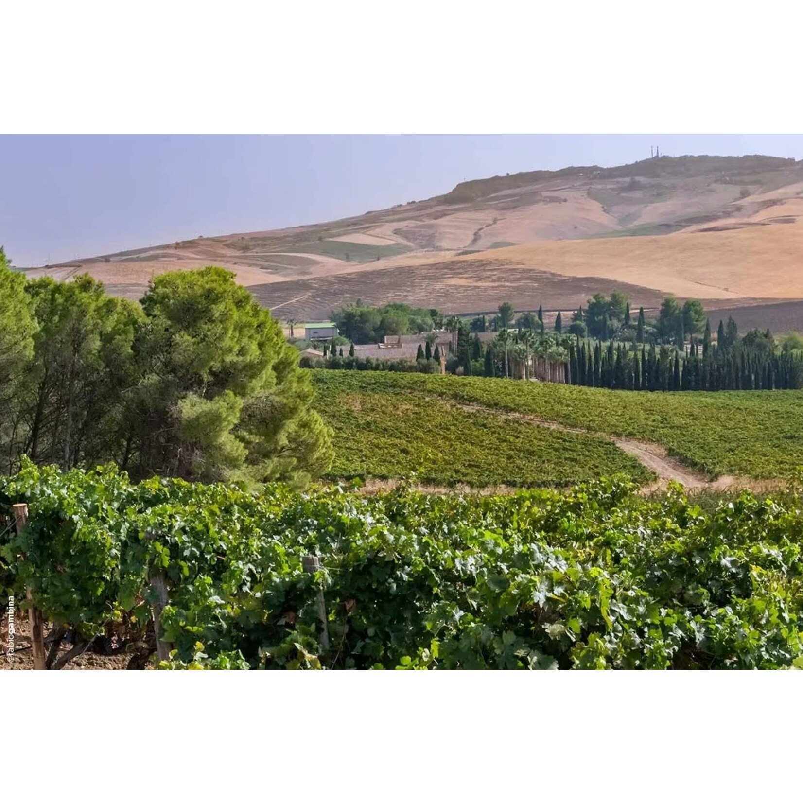 Donnafugata Donnafugata Vittoria Frappato Bell'Assai Sicily Italy