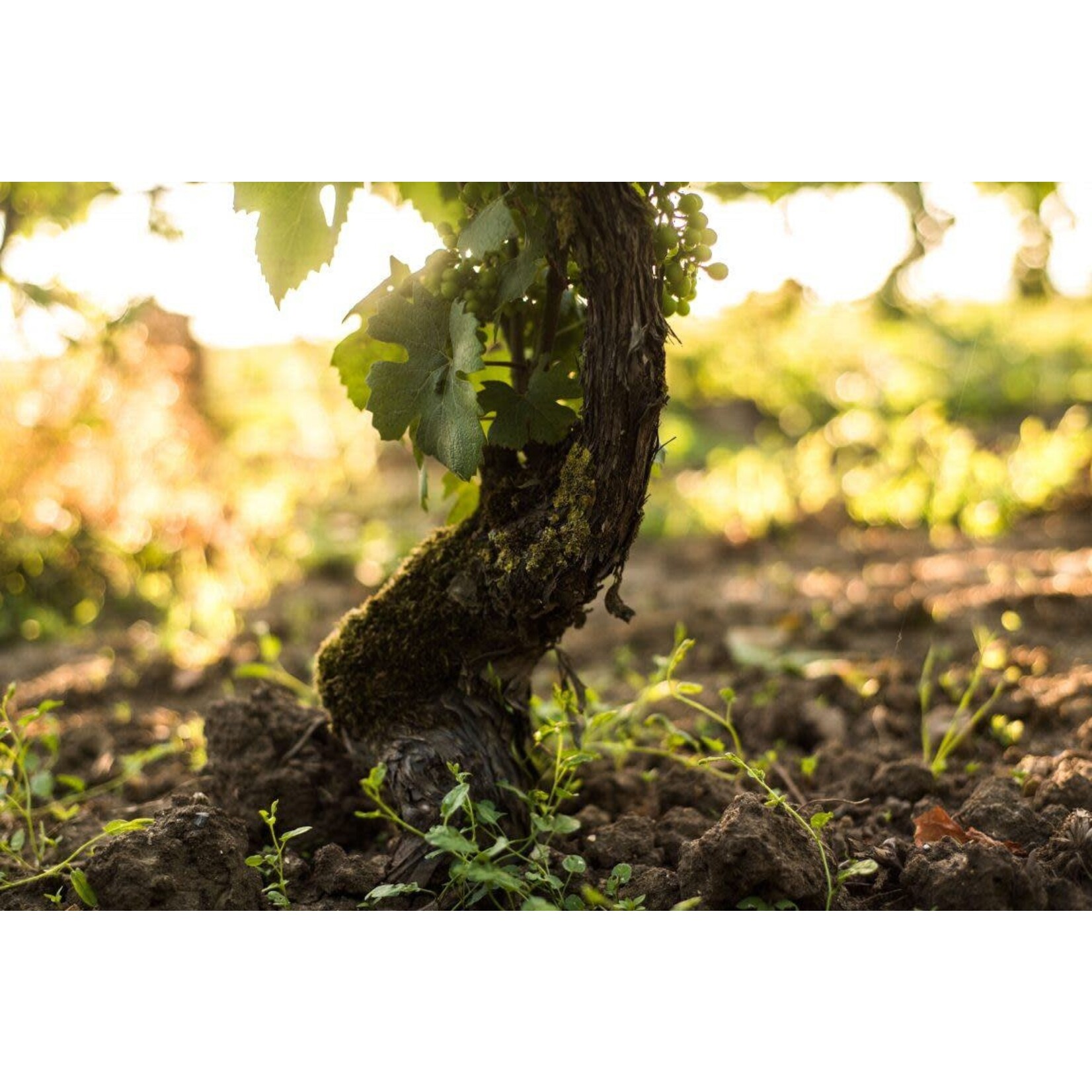 Grand Cellier Premier Cru Vilmart and Cie Champagne France
