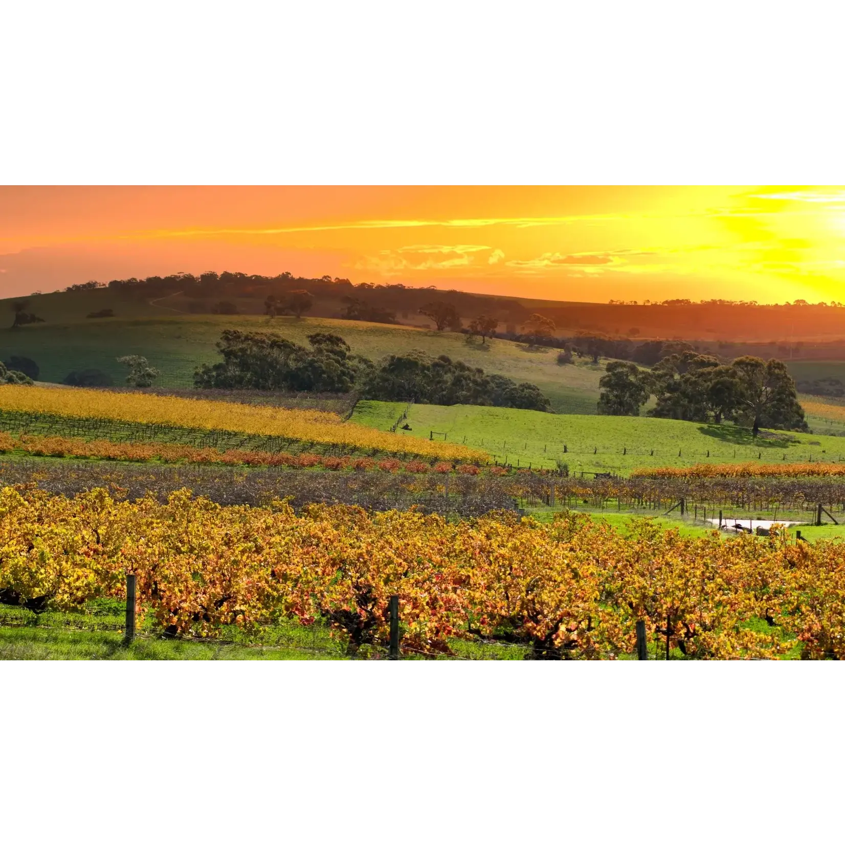 Anne Pichon Sauvage Ventoux Syrah Grenache 2022