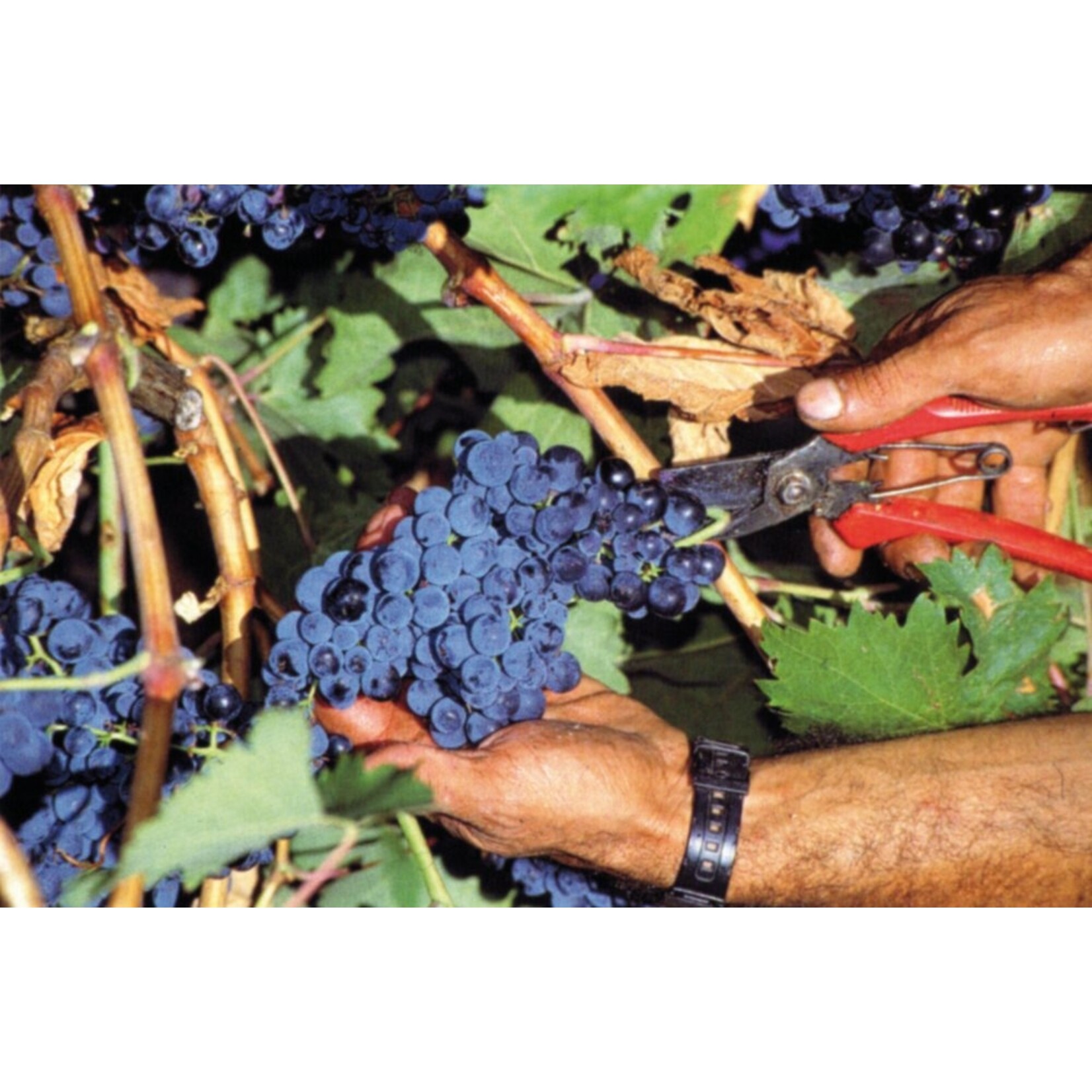 Luis Marin Family Vineyards Magnifico Garnacha 2023 Spain