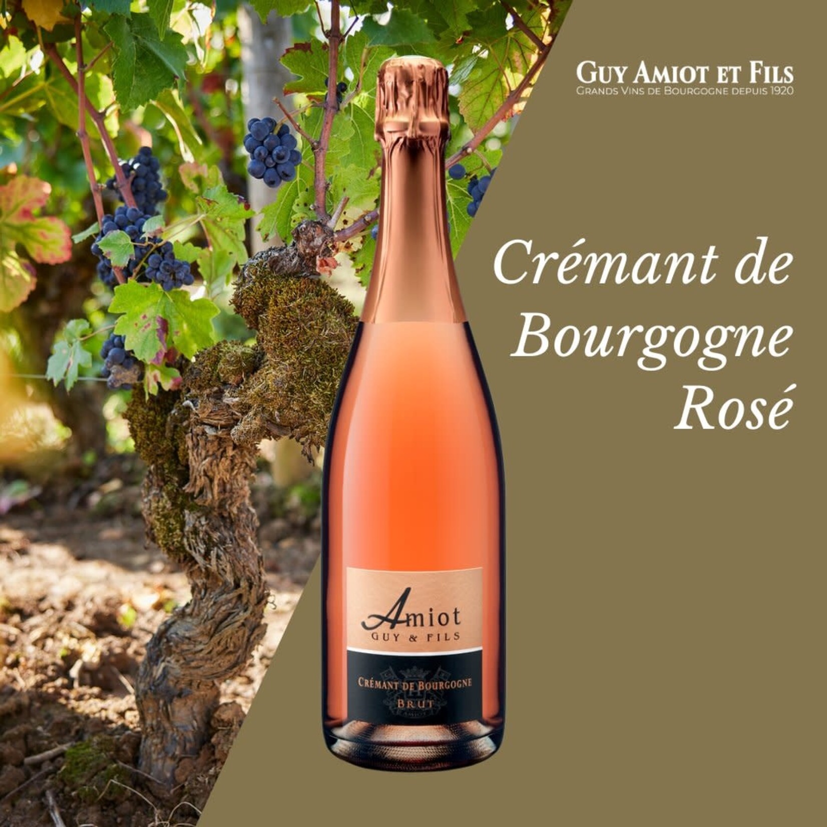 Domaine Amiot Guy et Fils Cremant de Bourgogne Rose France