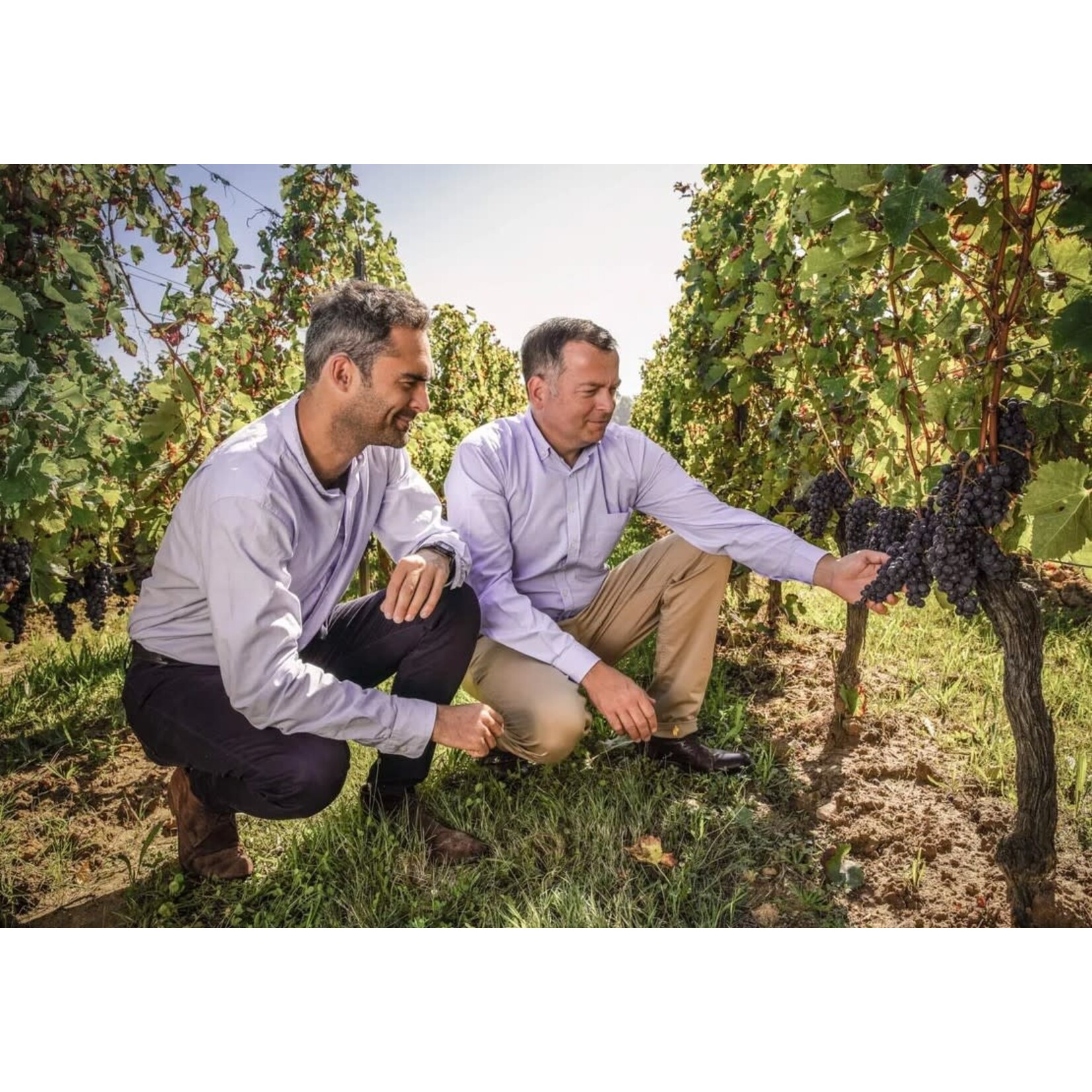 N°1 Dourthe Sauvignon Blanc 2022 Bordeaux