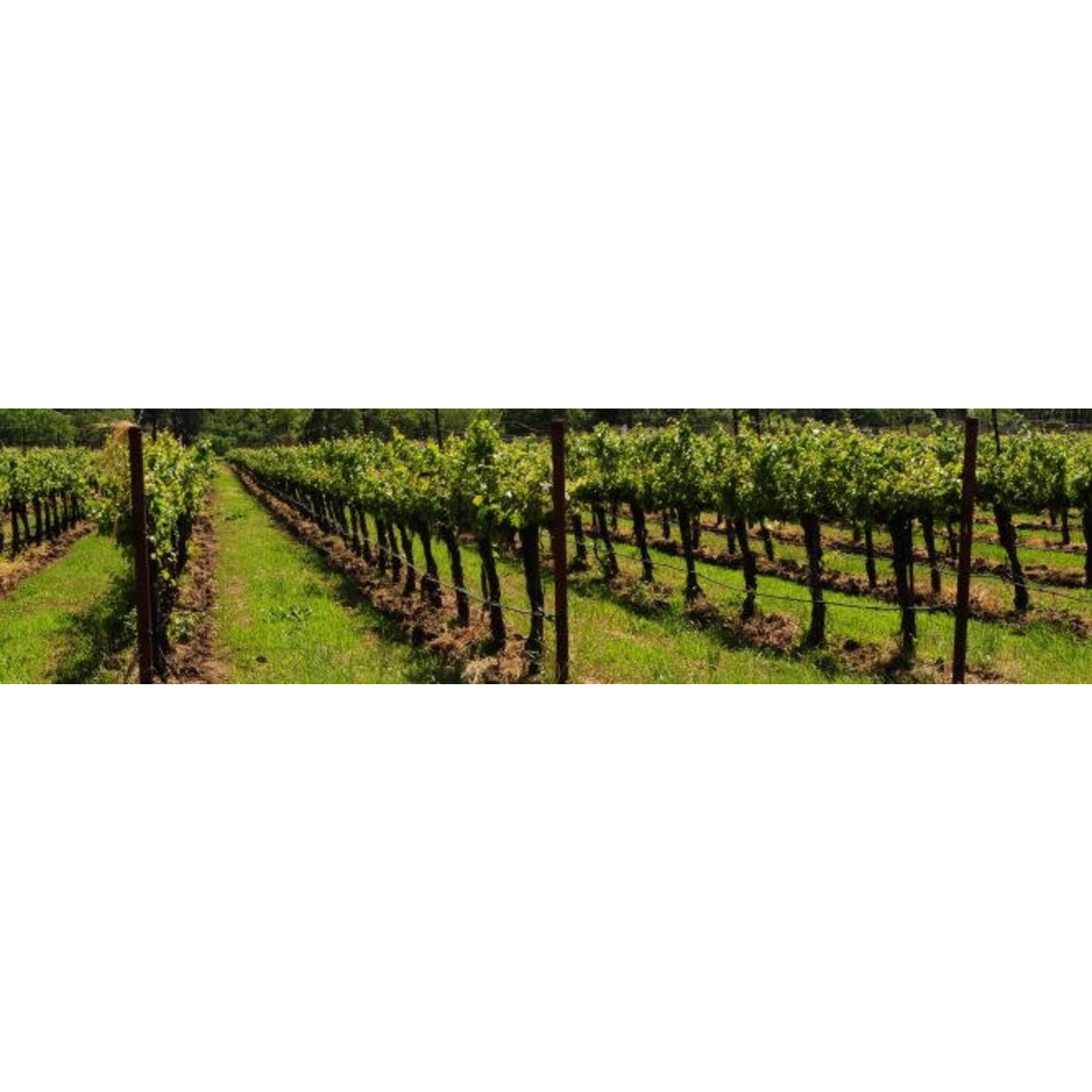 Anne Pichon Sauvage Ventoux Syrah Grenache 2022