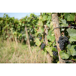 Laherte Freres A Chavot Blanc de Blancs Champagne France