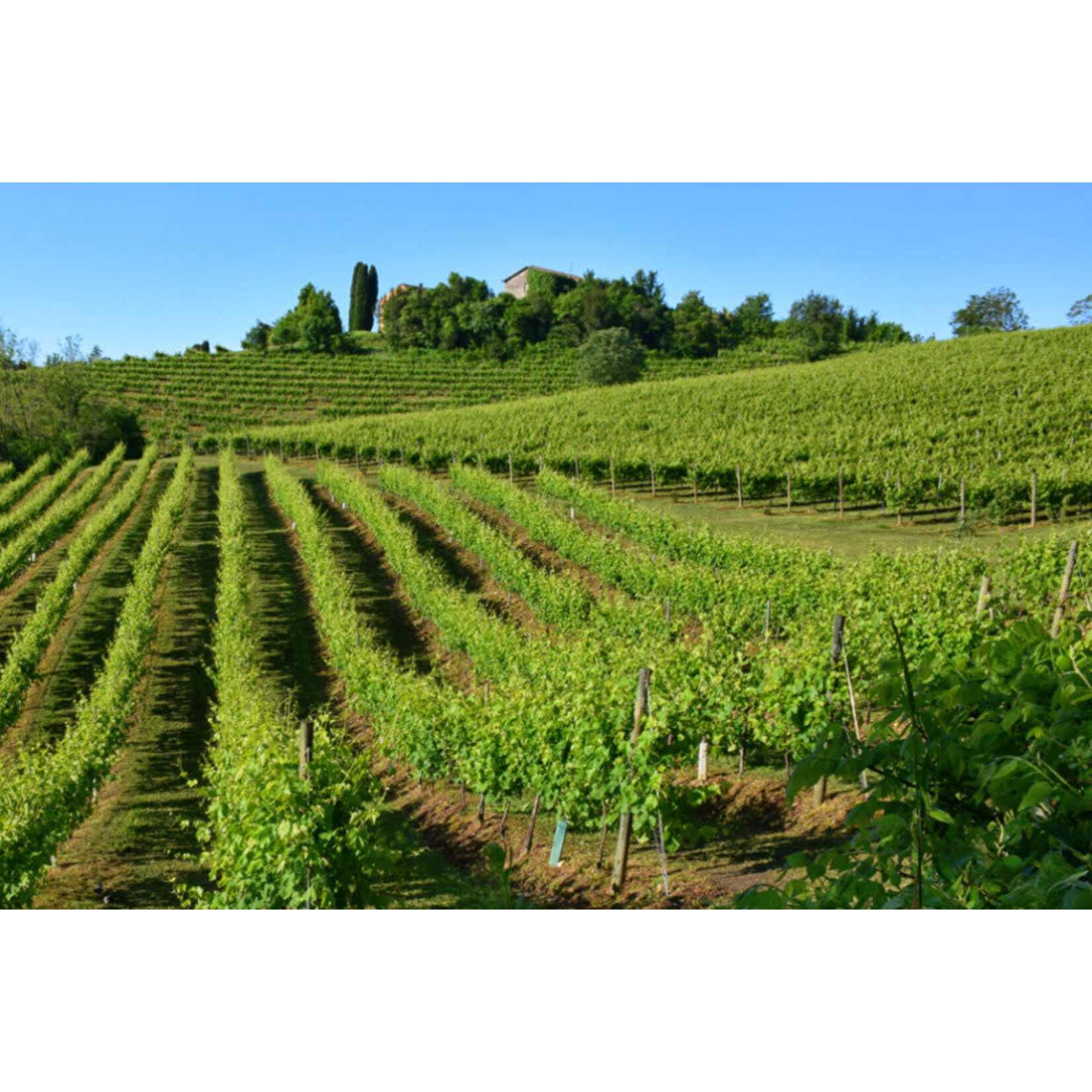 Conca d Oro Prosecco Superiore DOCG Italy