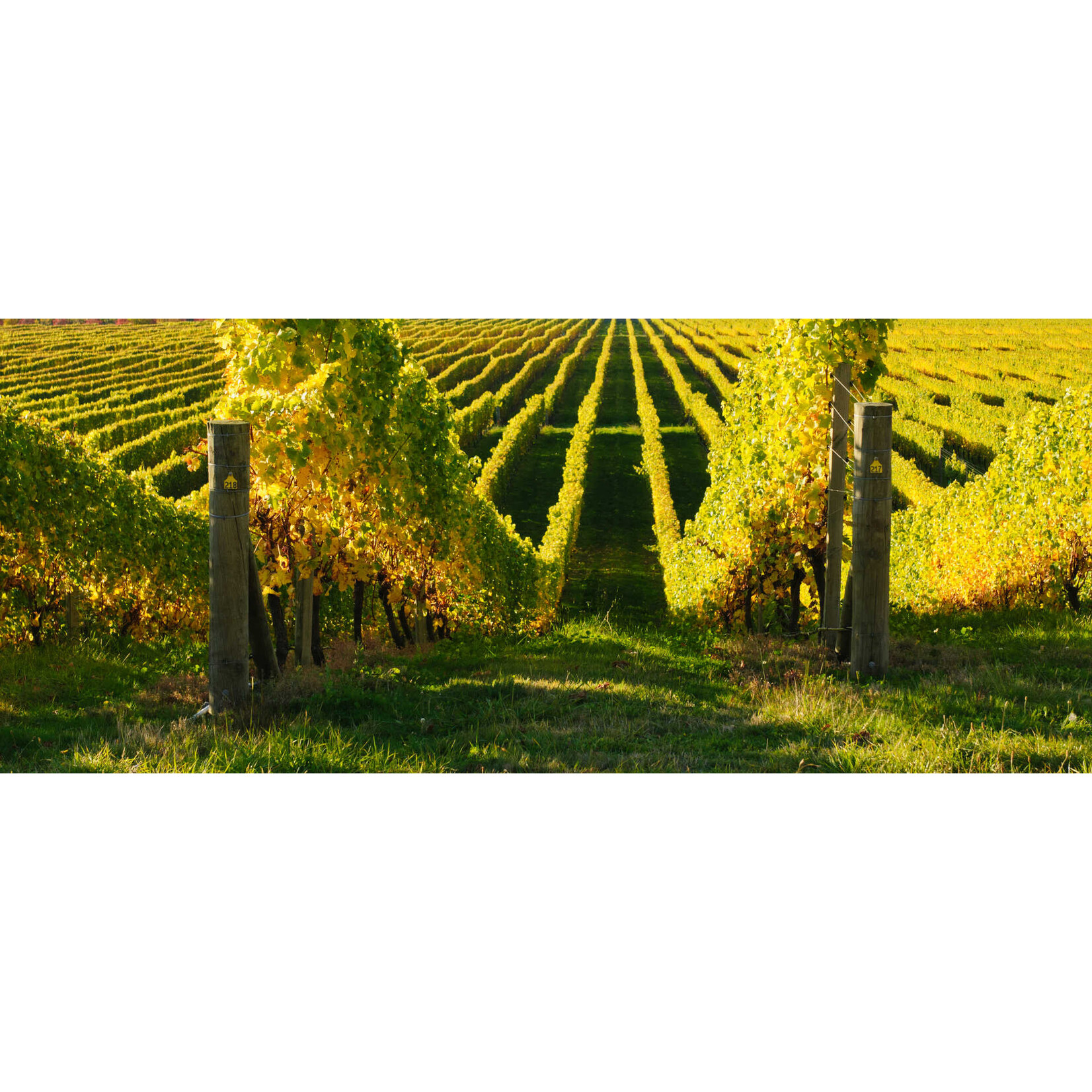A Bergere Origine Brut Champagne