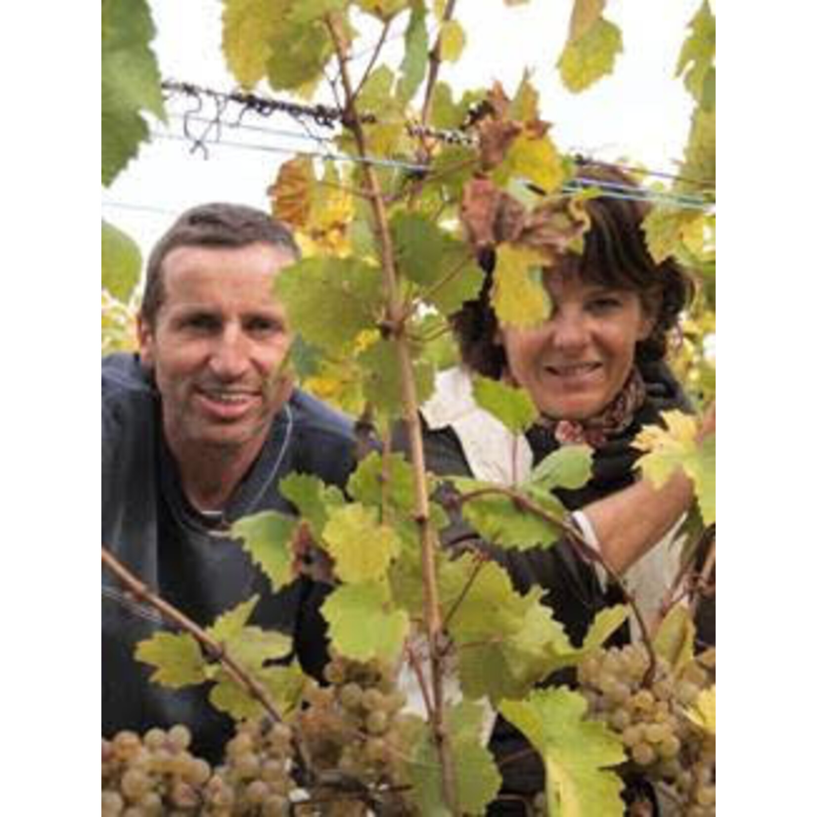 Camille Braun Cremant d'Alsace Brut Organic-Biodynamic France