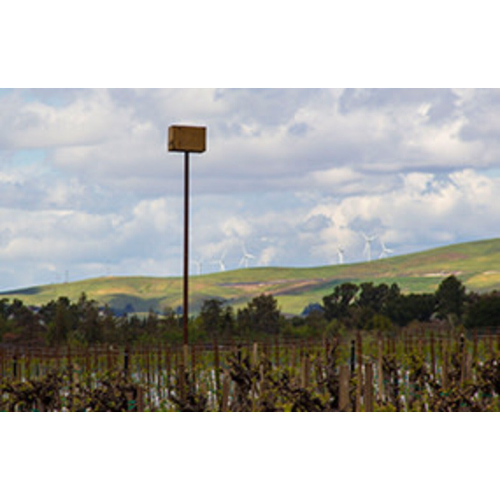 Concannon Concannon Vineyard Founders Cabernet Sauvignon 2021 Paso Robles  California