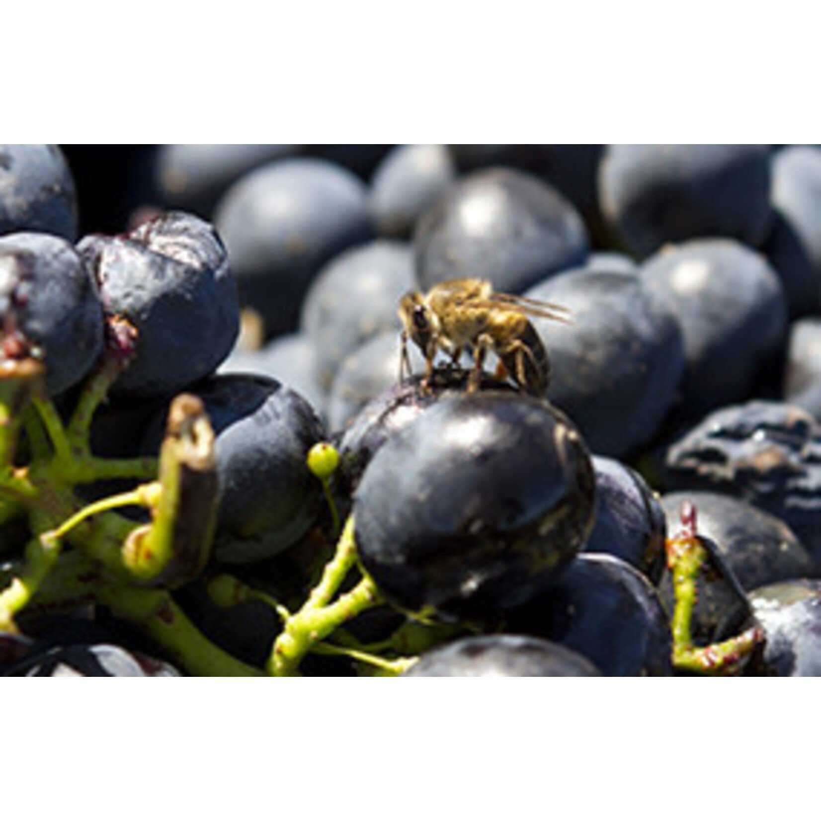 Concannon Concannon Vineyard Founders Cabernet Sauvignon 2021 Paso Robles  California