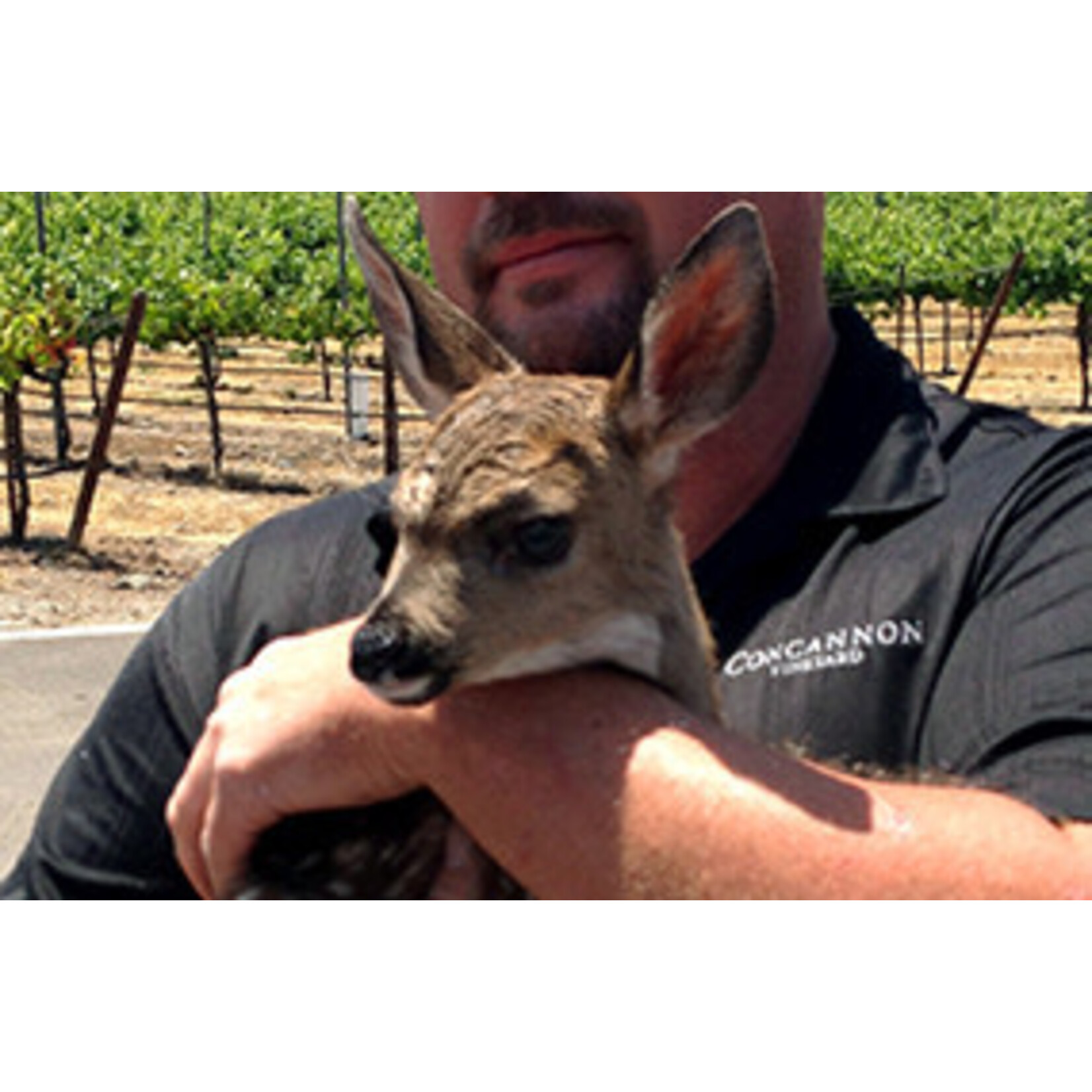 Concannon Concannon Vineyard Founders Cabernet Sauvignon 2021 Paso Robles  California