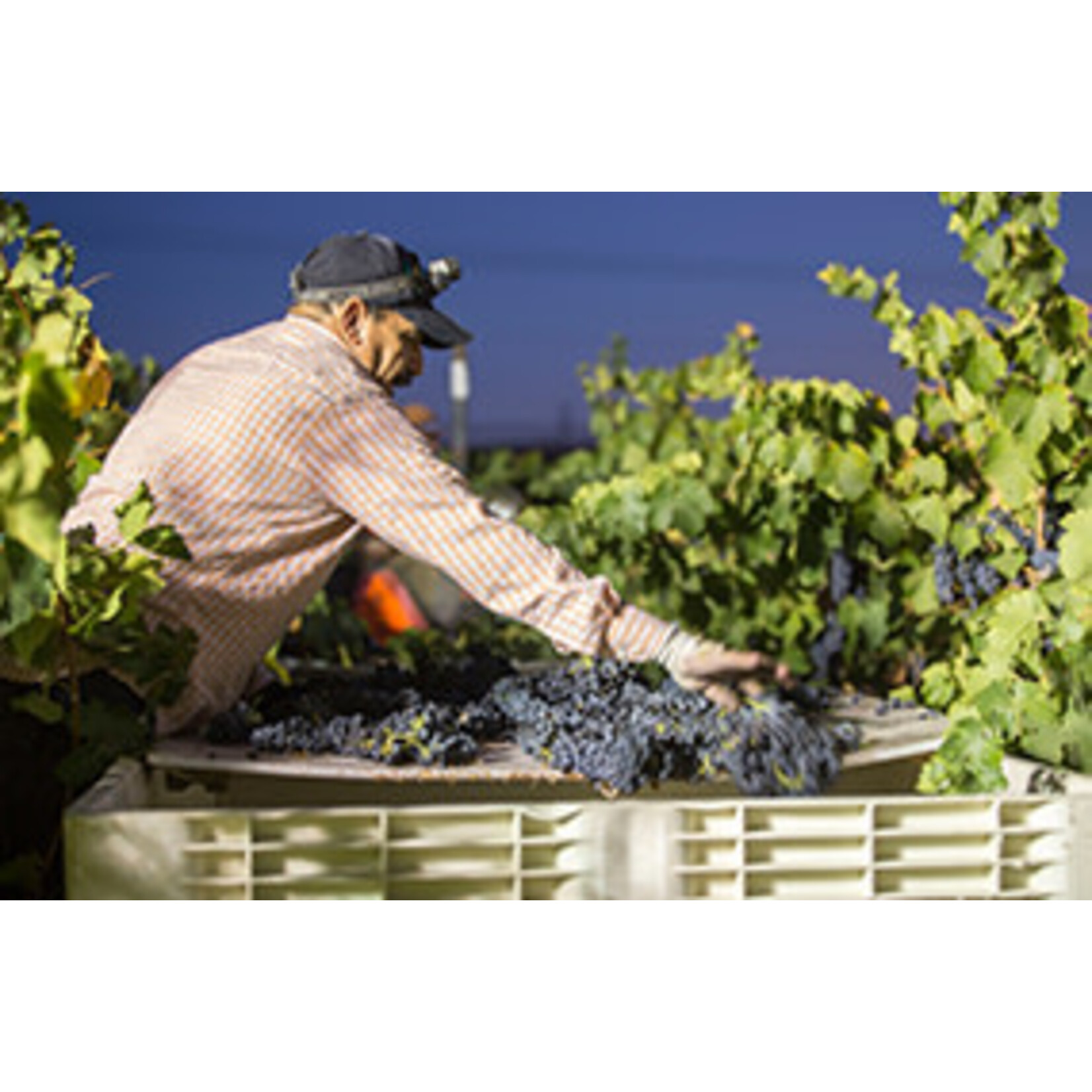 Concannon Concannon Vineyard Founders Cabernet Sauvignon 2021 Paso Robles  California