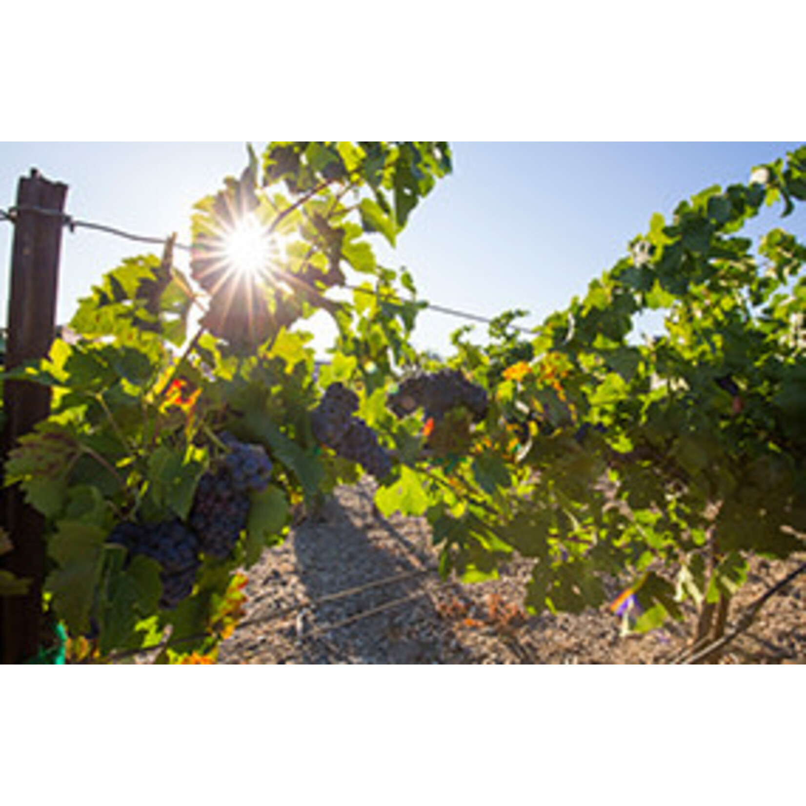 Concannon Concannon Vineyard Founders Cabernet Sauvignon 2021 Paso Robles  California