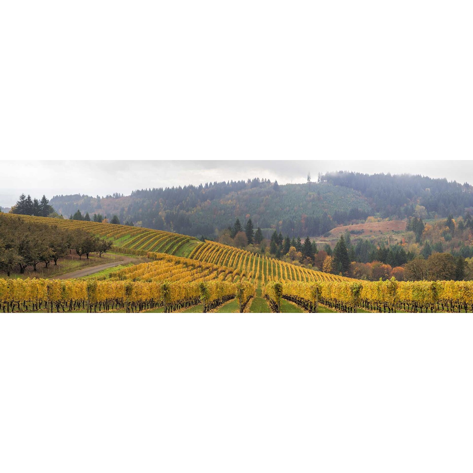 Coelho Winery Bunny Wine Chardonnay 2019 Willamette Valley Oregon
