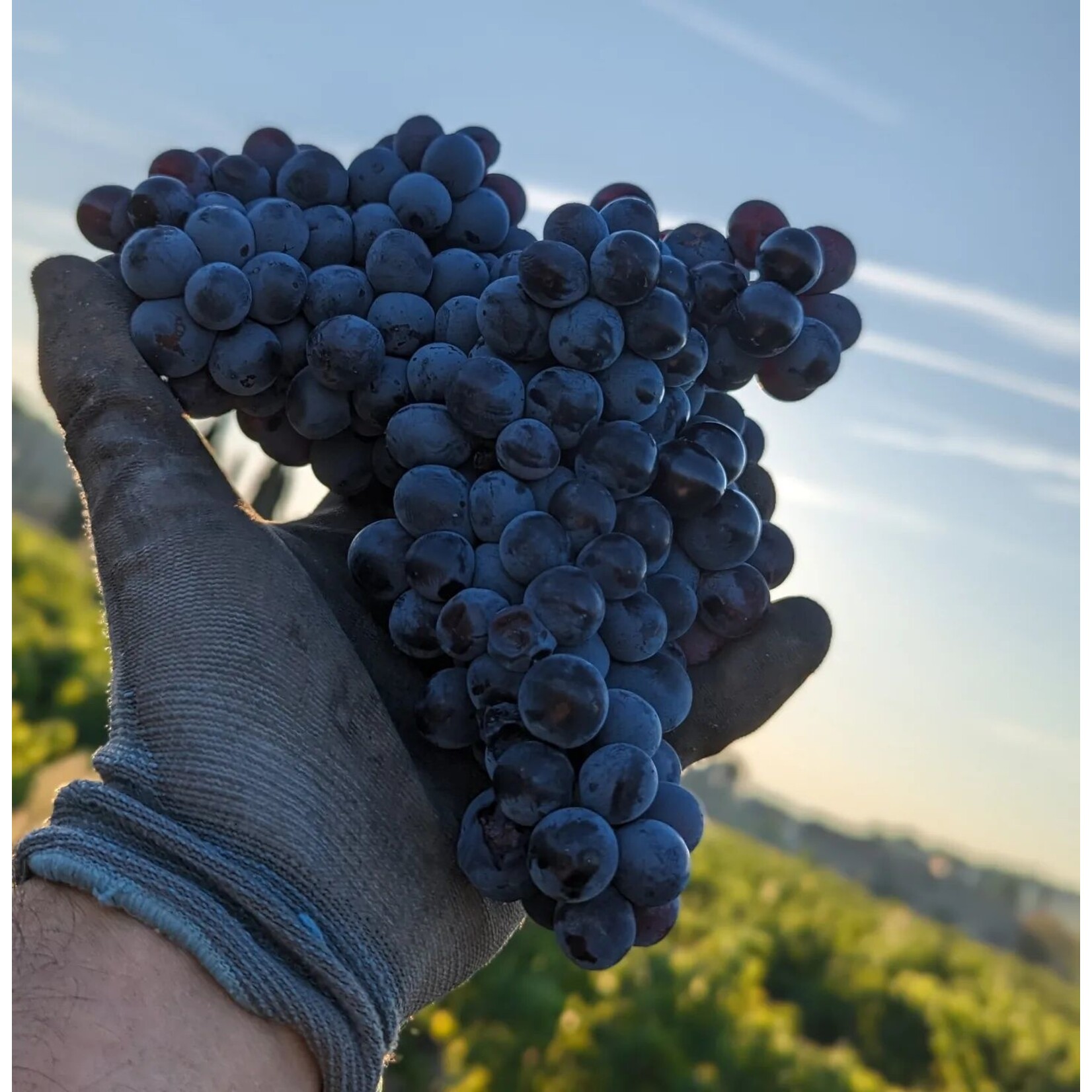 Les Petits Ducs Cote Du Rhone GSM Red Rhone France