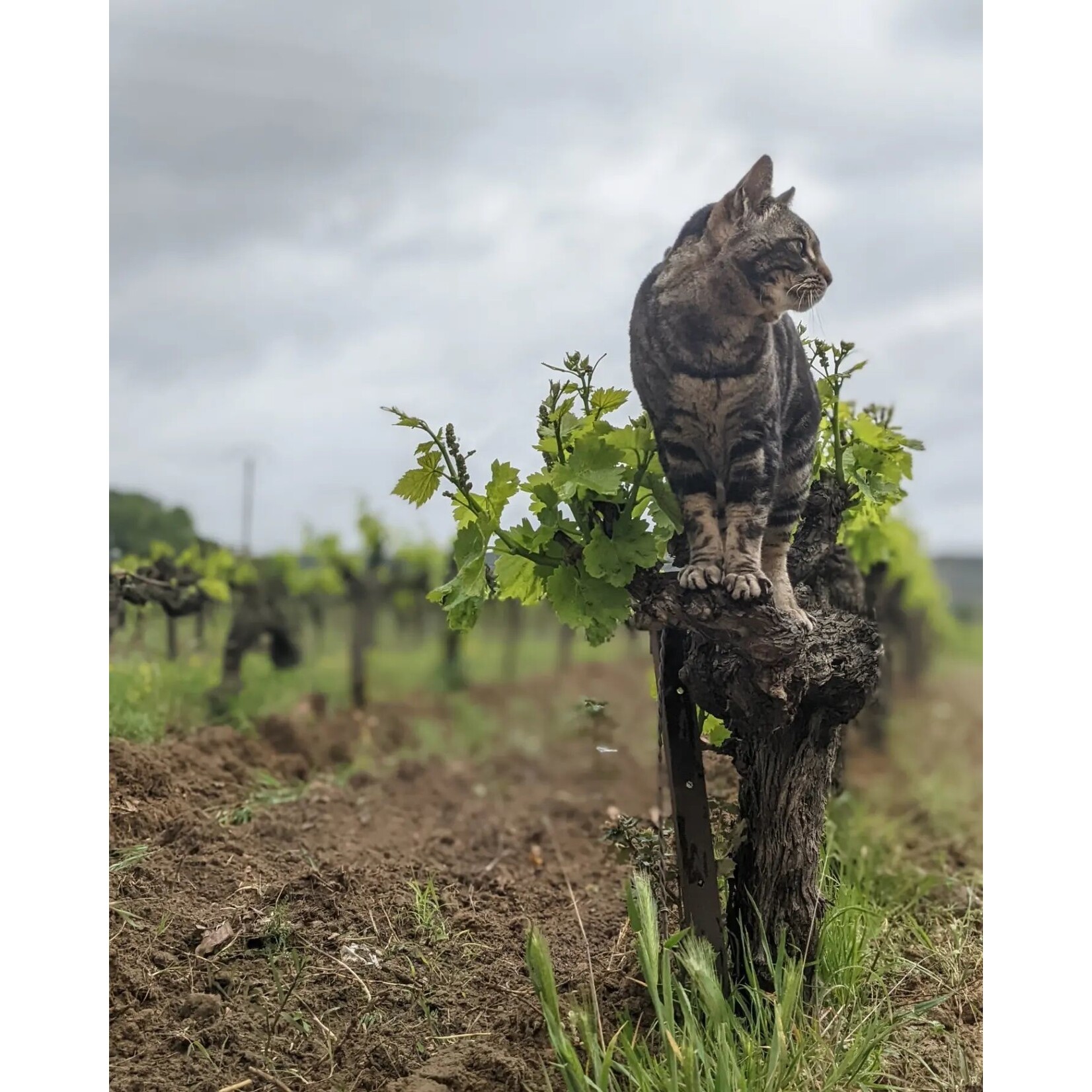 Les Petits Ducs Cote Du Rhone GSM Red Rhone France