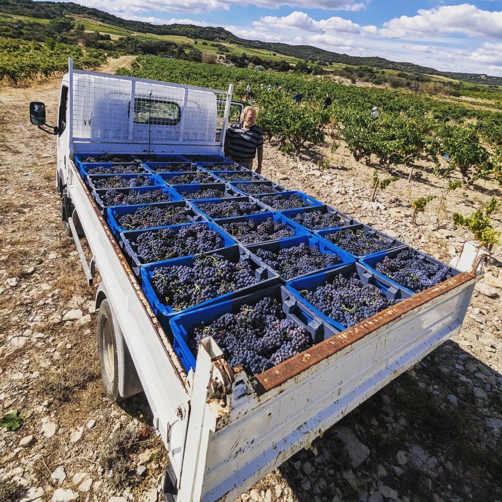 Les Petits Ducs Cote Du Rhone GSM Red Rhone France