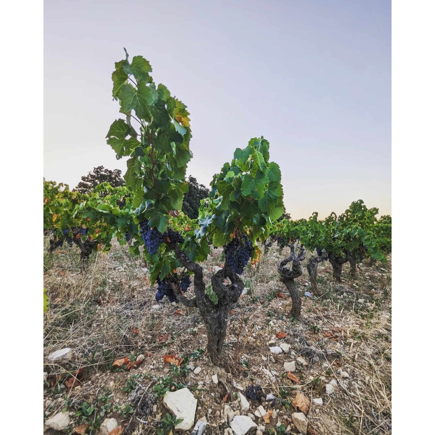 Les Petits Ducs Cote Du Rhone GSM Red Rhone France