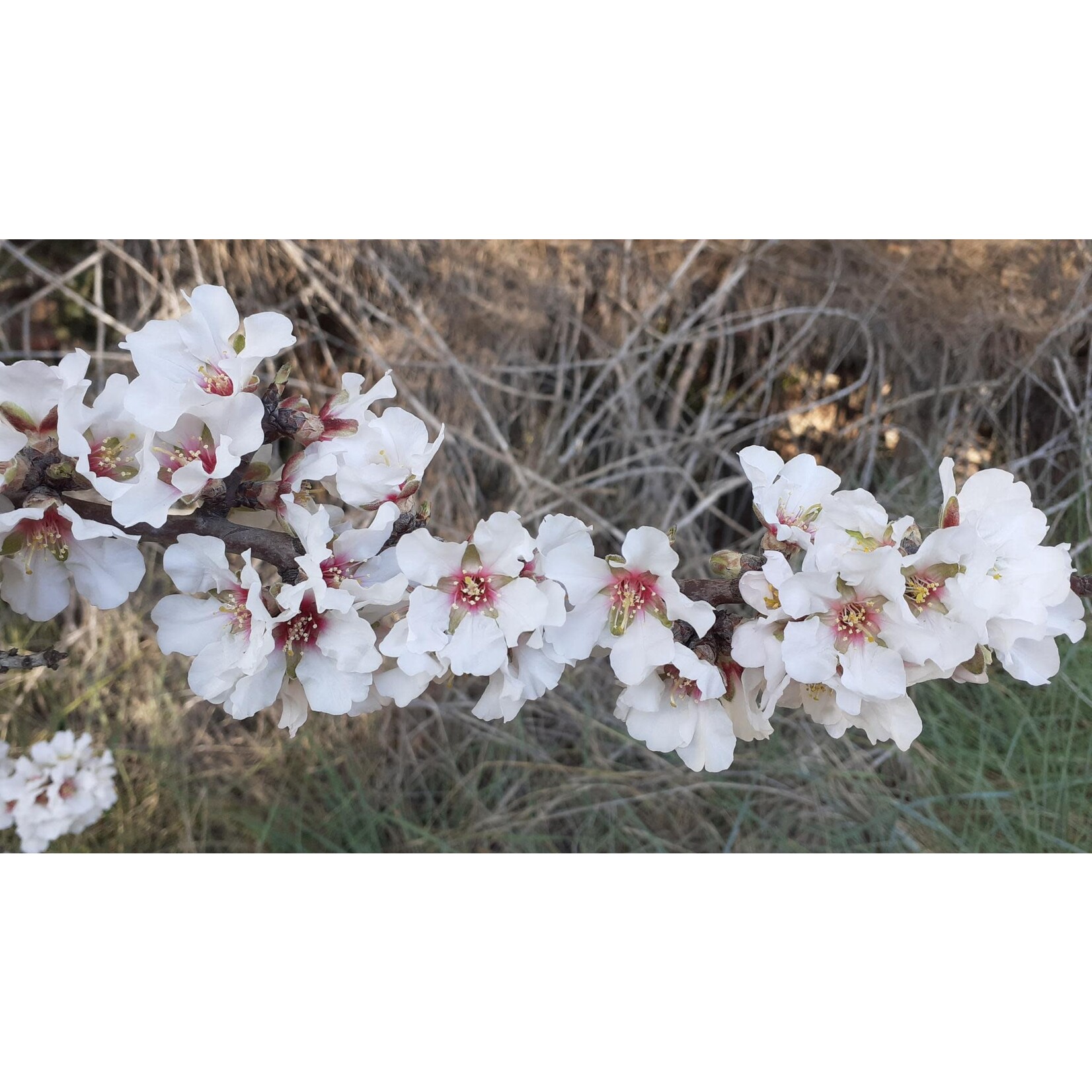 Domaine de Saint Siffrein Chateauneuf du Pape Red 2020 France