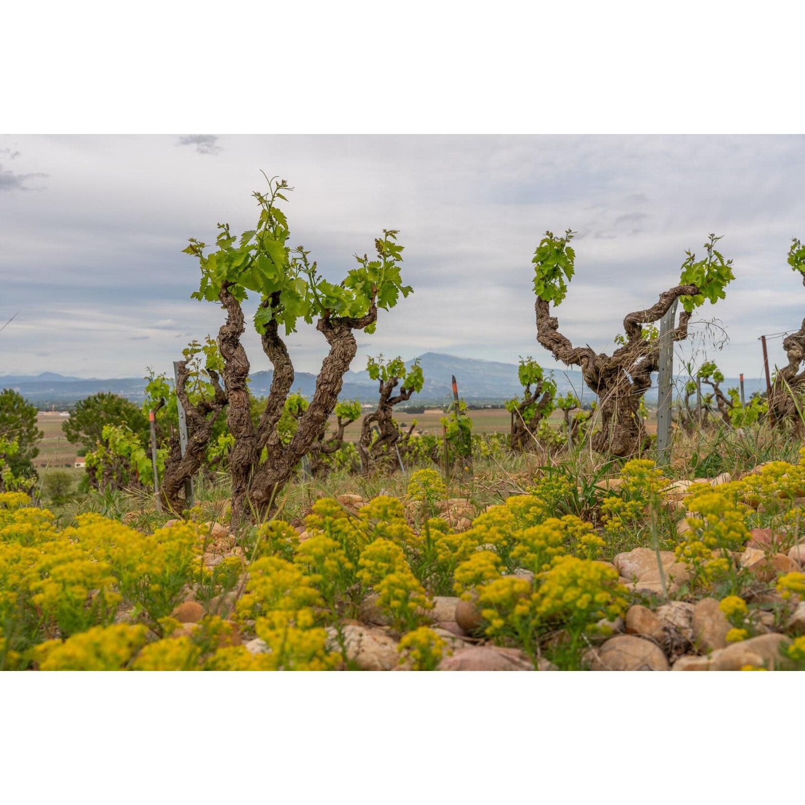 Domaine de Saint Siffrein Chateauneuf du Pape Red 2020 France