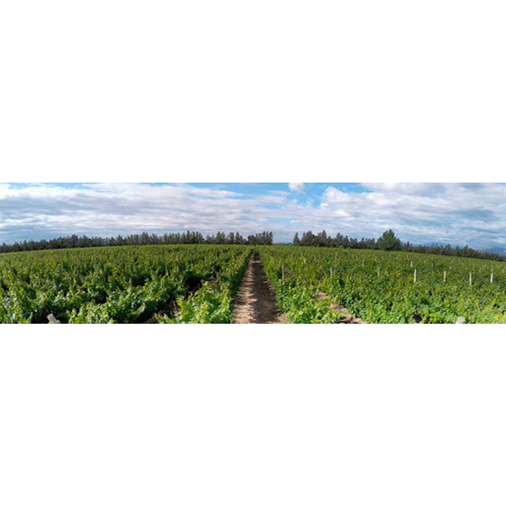 Pie de Palo Malbec Mendoza Argentina
