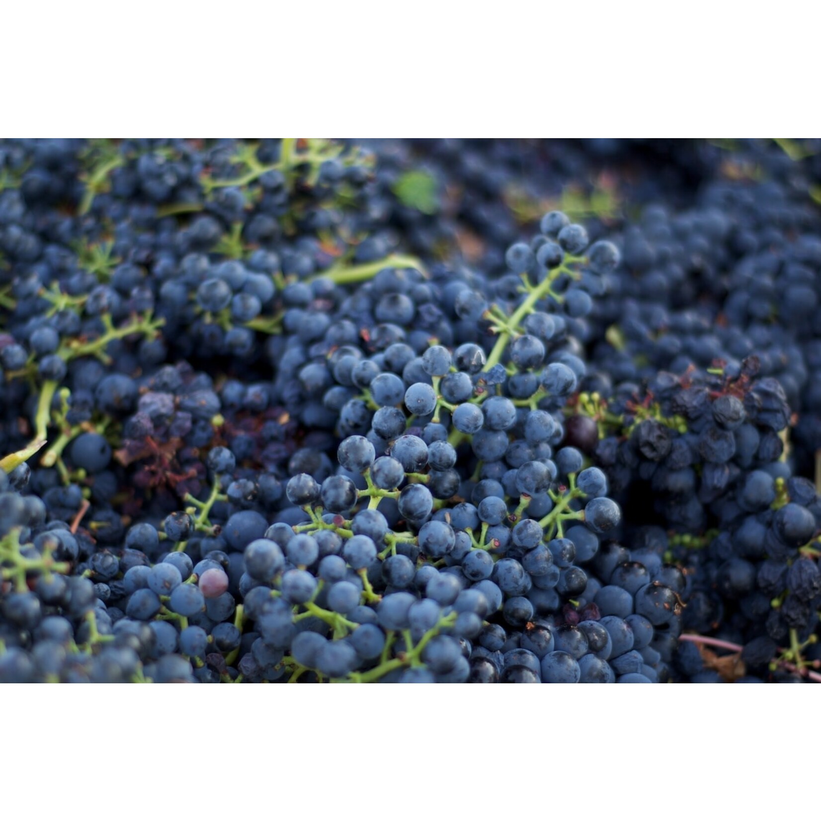 Shebang! Wines The Whole Shebang Thirteenth Cuvee Red Wine  Sonoma California