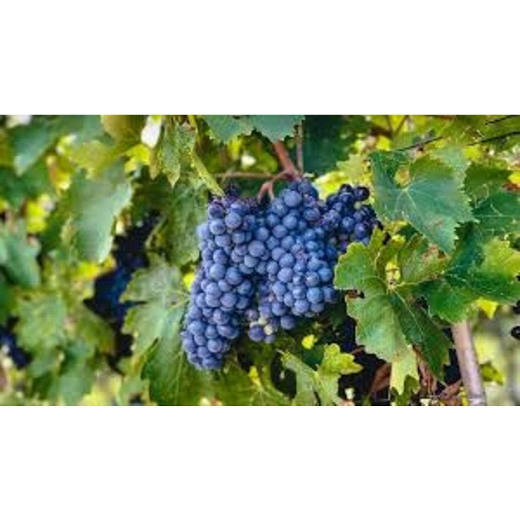 Sensi Cupido Sangiovese 2020 Tuscany, Italy