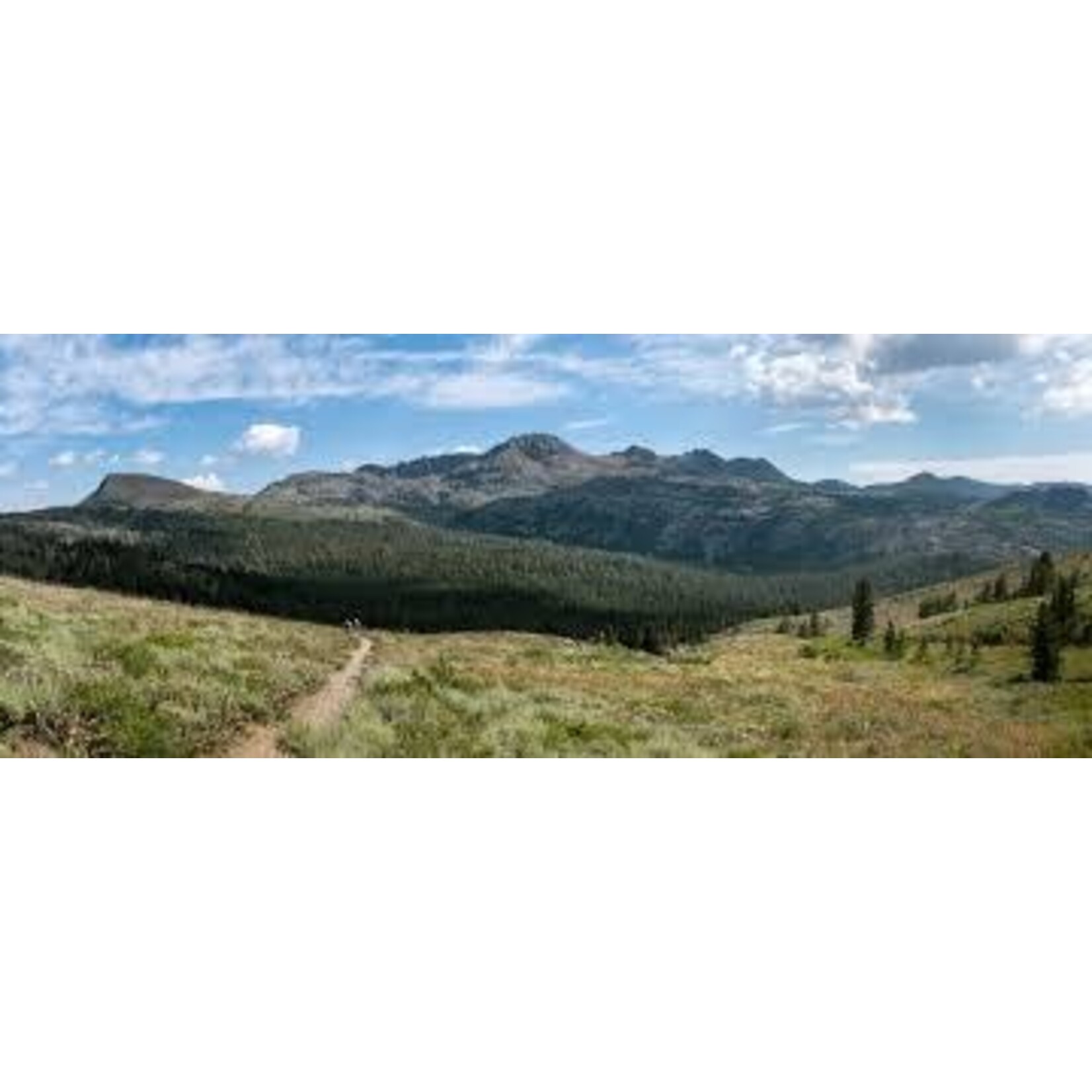 Wild Thing Wild Thing Old Vine Viognier 2023 Central Coast California