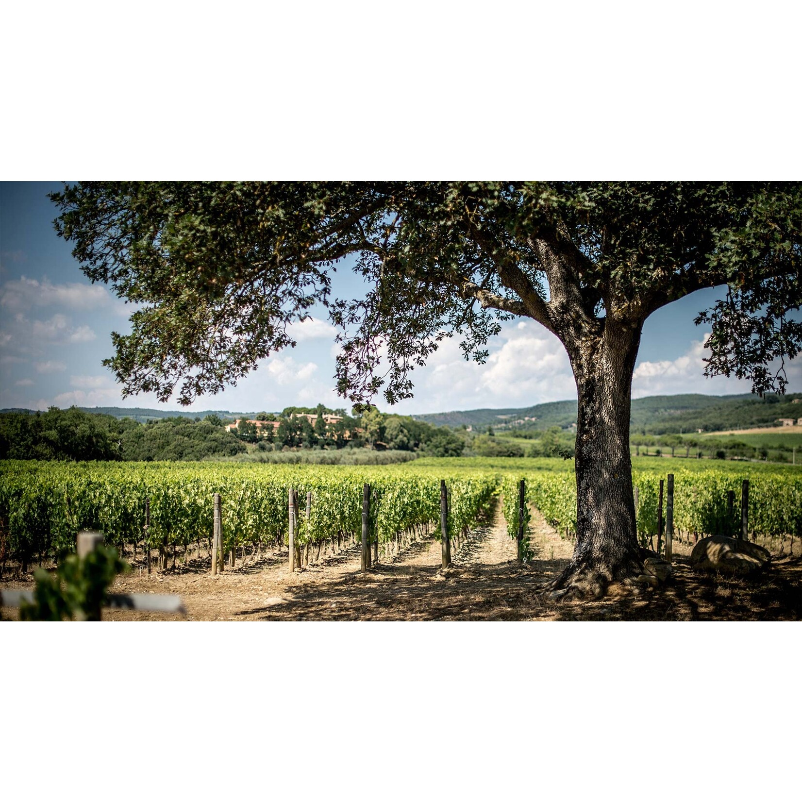 Campogiovanni San Felice Campogiovanni Brunello Di Montalcino 2018 Tuscany, Italy