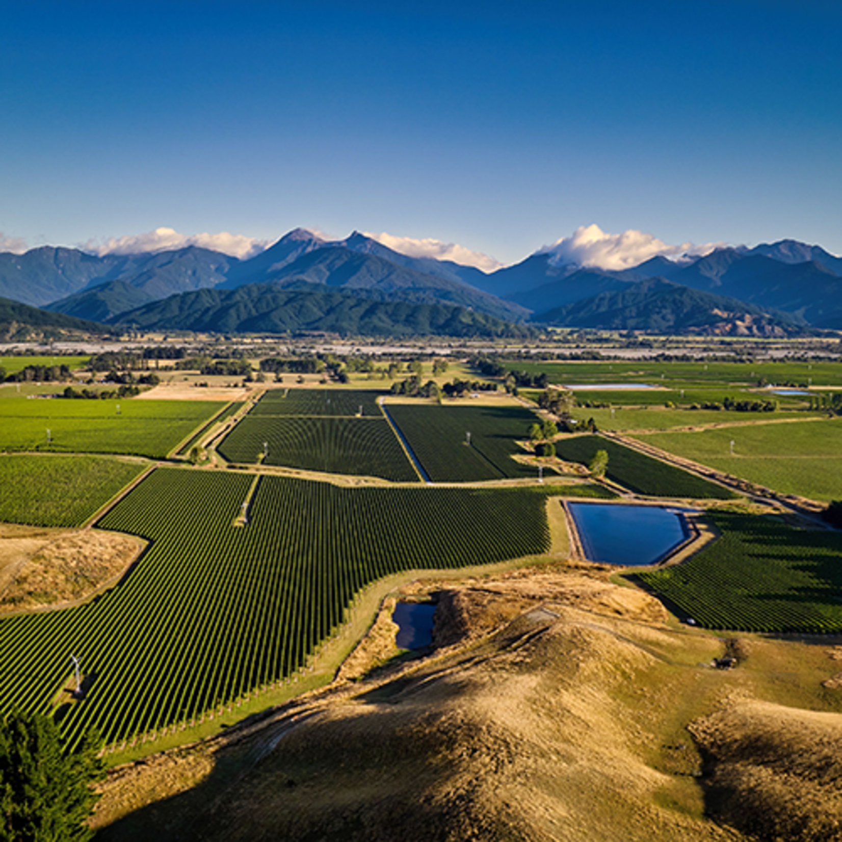 Frenzy Sauvignon Blanc 2024