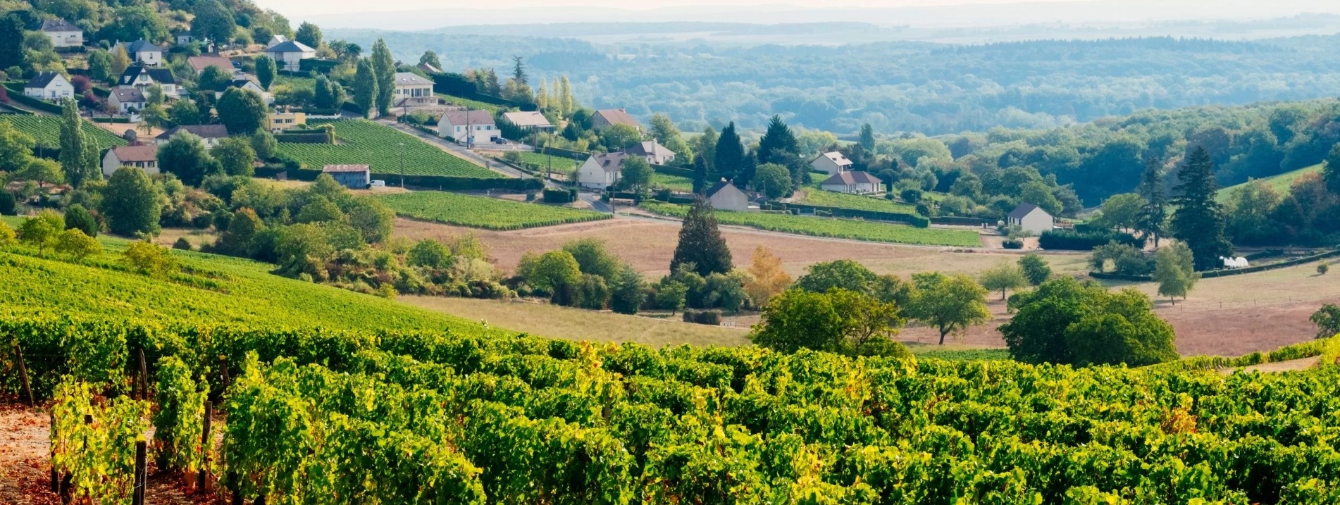 Spring Wines: What to Drink This Season