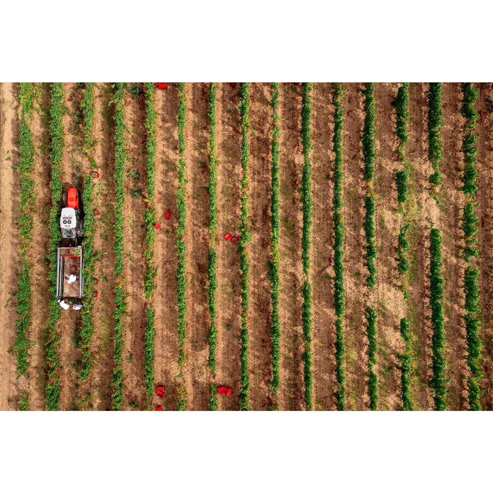 Michele Satta Michele Satta 'Piastraia' Bolgheri Superiore 2022