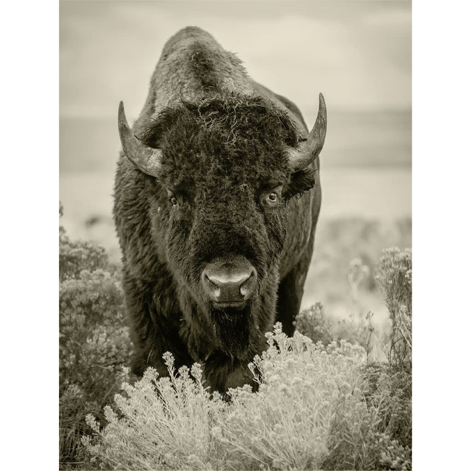 Bedrock Wine Co. Bedrock Wine Co A Buffalo in Montana (Ode to Joel) Zinfandel 2023