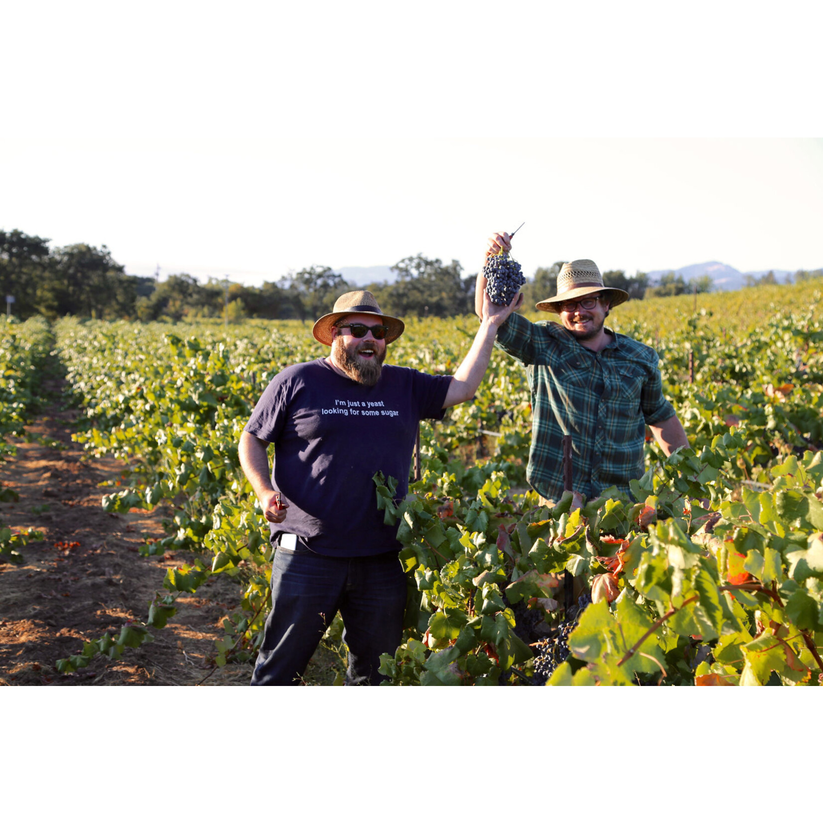 Bedrock Wine Co. Bedrock Wine Co A Buffalo in Montana (Ode to Joel) Zinfandel 2023