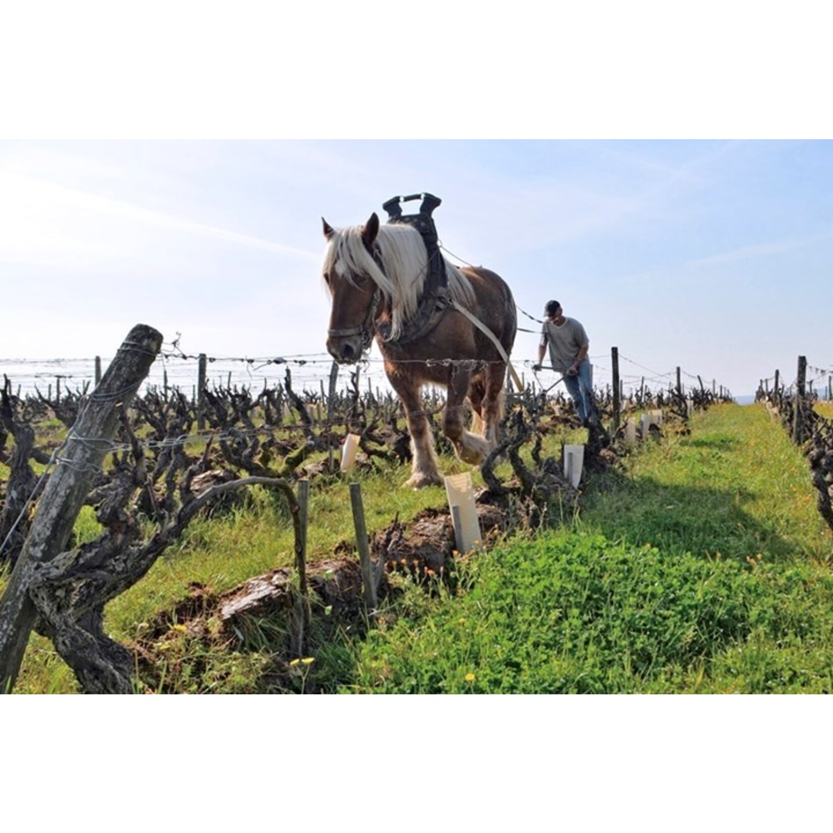 Domaine Huet Domaine Huet Vouvray Clos du Bourg Sec 2023