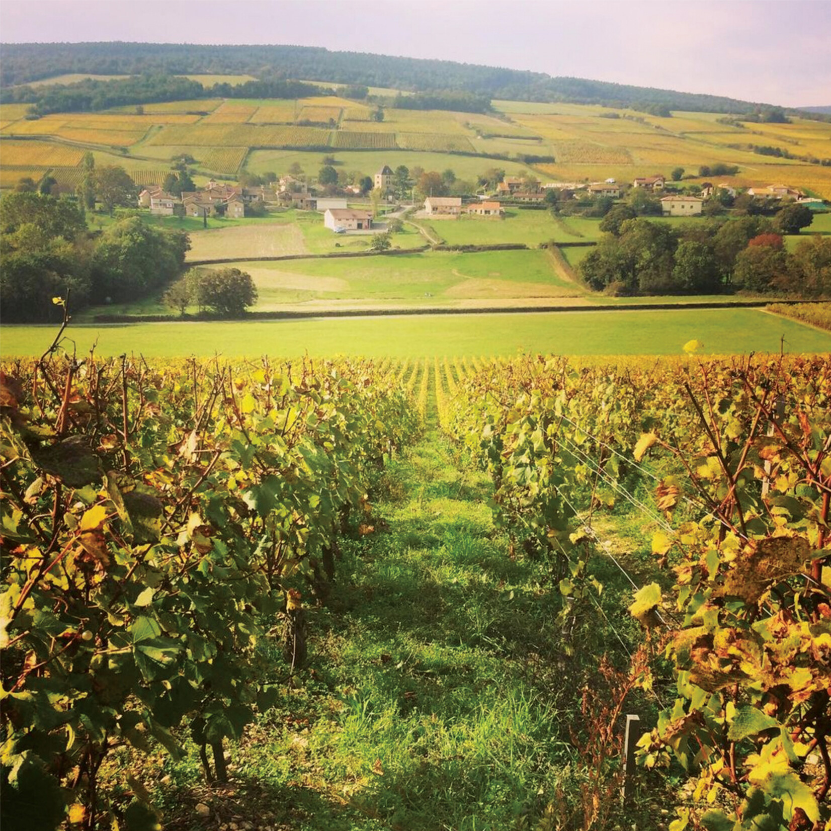 Domaines Leflaive Domaines Leflaive Macon-Verzé 2023