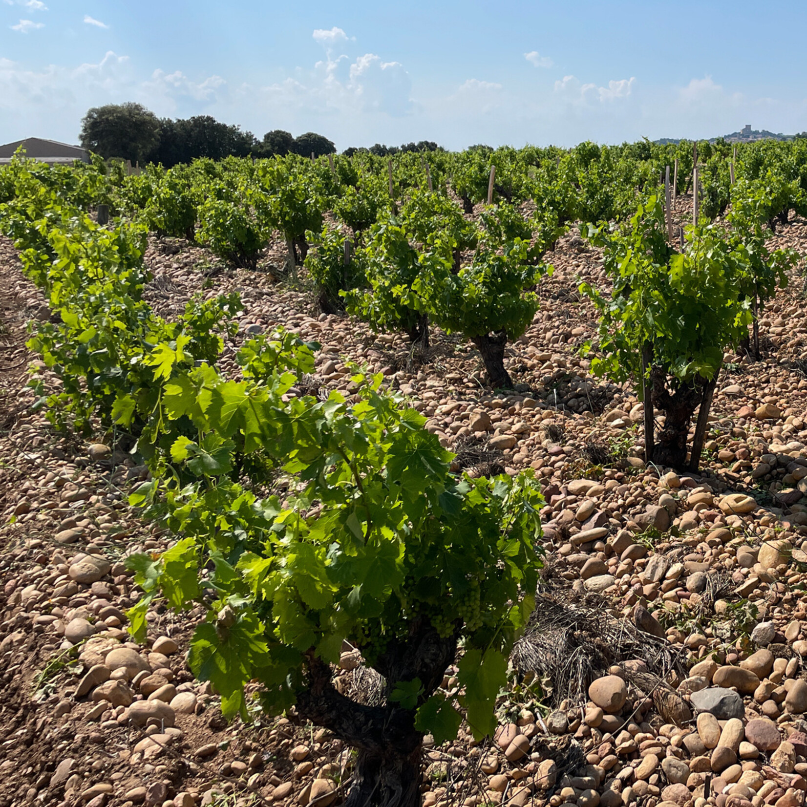 Domaine de Beaurenard Domaine de Beaurenard Chateauneuf-du-Pape Le Boisrenard 2022